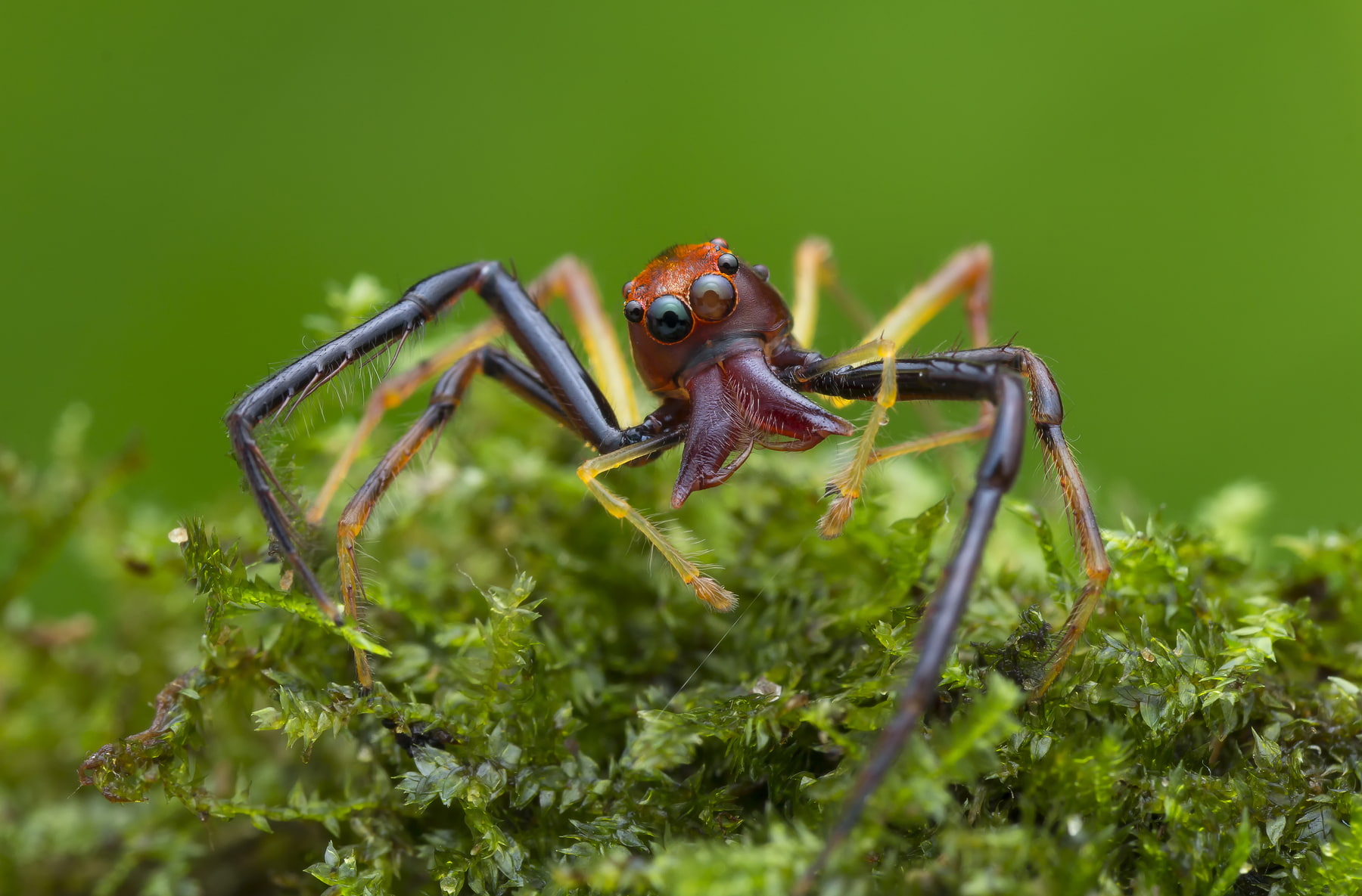 animal, outdoors, leaf, invertebrate, close-up, green color, one animal, insect, animal body part, animal themes, plant part, selective focus, animal wildlife, HD Wallpaper