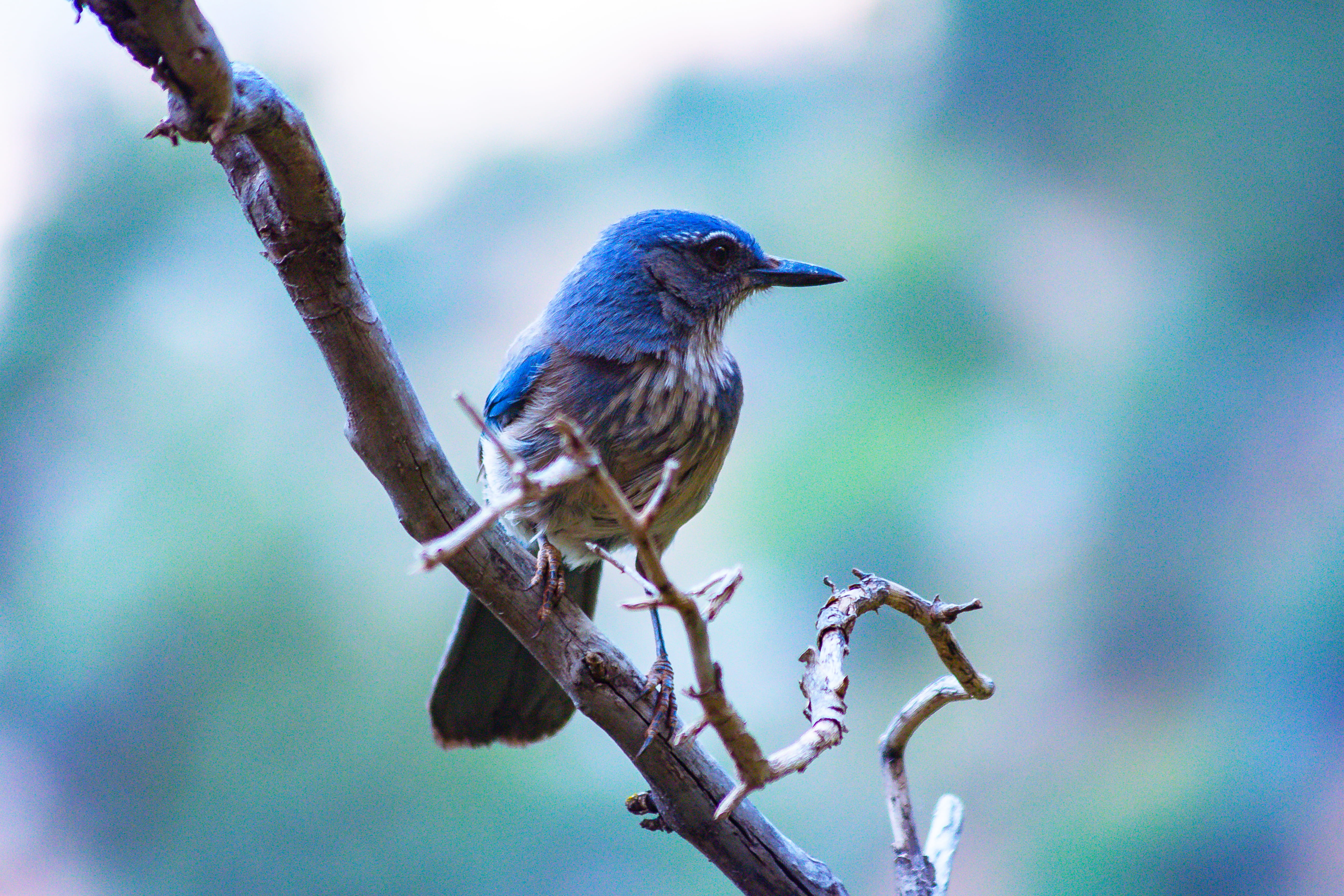 bird, garden spider, animal, outdoors, animals in the wild, day, plant, nature, full length, focus on foreground, bluebird, arachnid, vertebrate, canary, HD Wallpaper