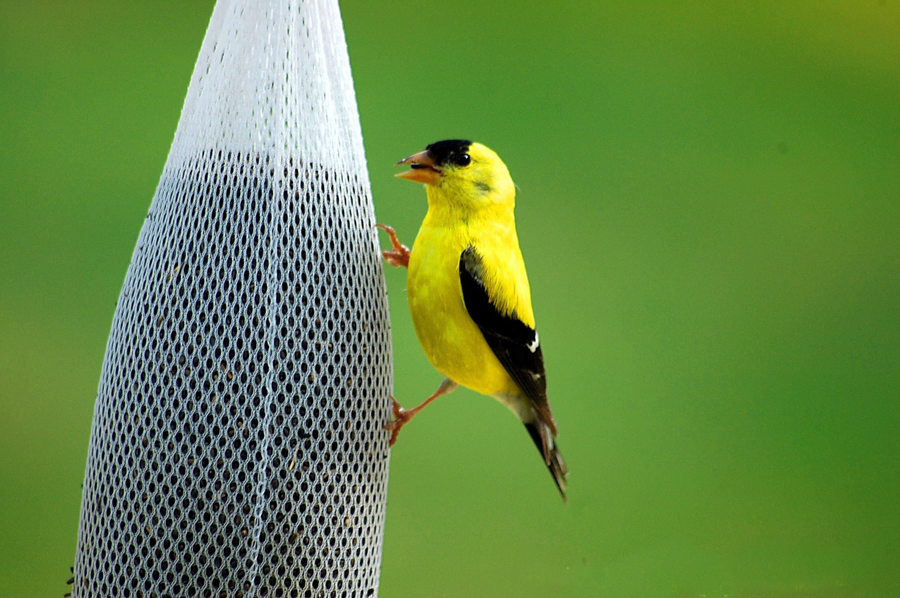 one animal, yellow, white, little, outdoors, focus on foreground, black, golden finch, bird, close-up, net, color, plant, no people, branch, golden, summer, HD Wallpaper