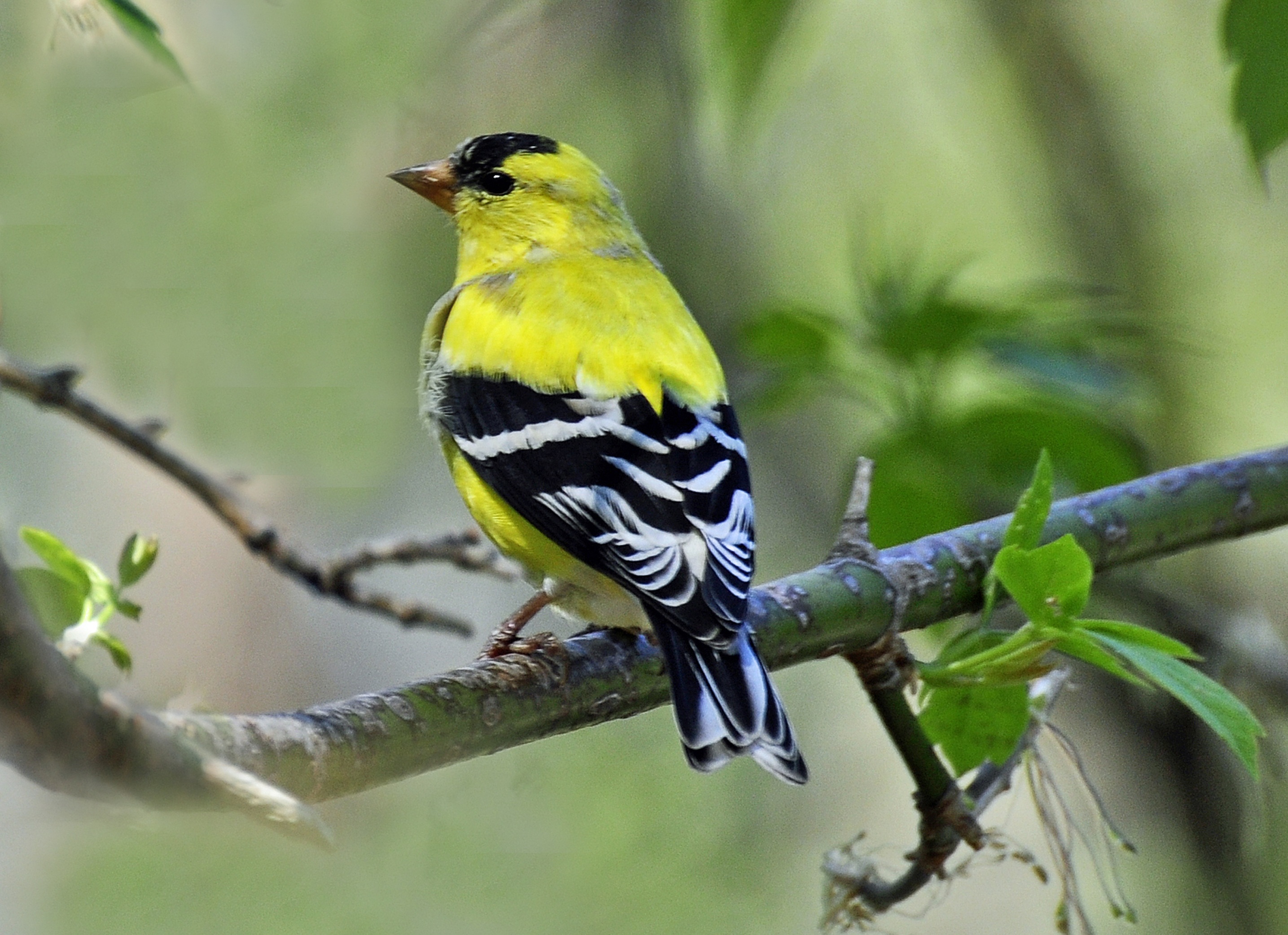 finch, yellow, animals In The Wild, one animal, songbird, close-up, branch, vertebrate, no people, plant, outdoors, animal wildlife, day, animal themes, HD Wallpaper