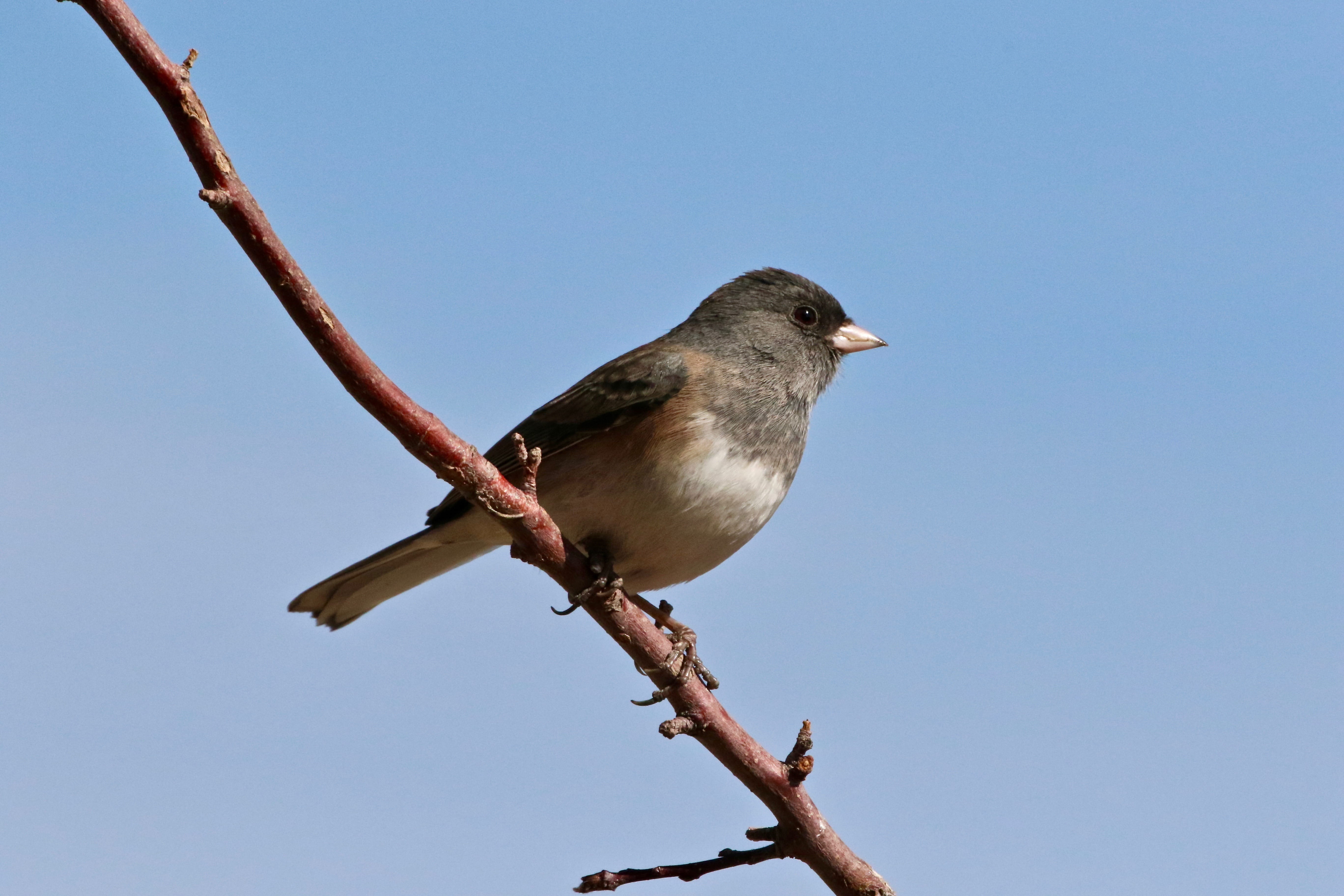 finger, one animal, perched, vertebrate, wren, gray, nature, outdoors, sunny, perch, bird, beak, perching, animals in the wild, low angle view, clear sky, HD Wallpaper