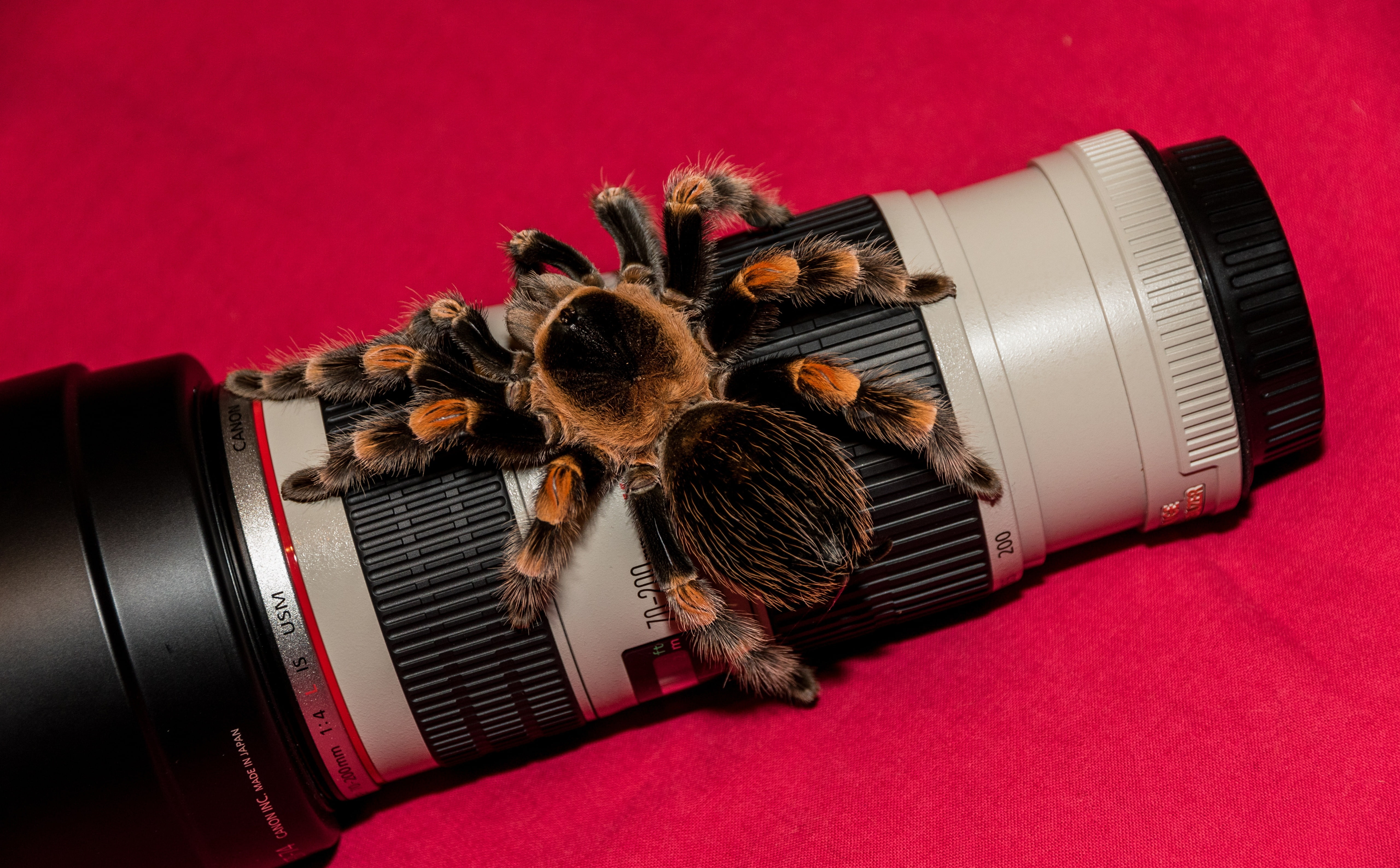 5K, brachypelma, lens, bird spider, canon, Animals, spider, bird, Insects, HD Wallpaper