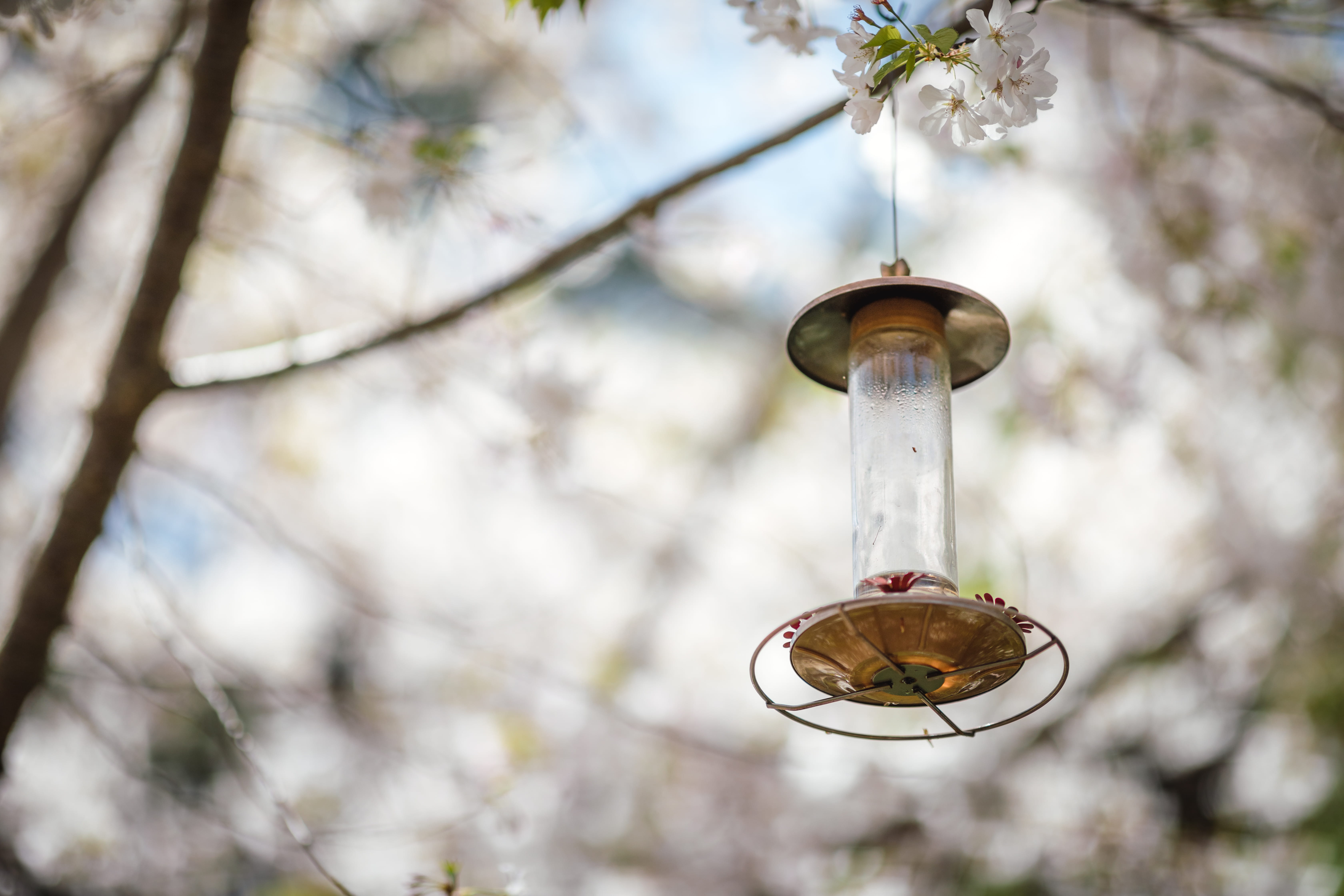 glass - material, lamp, growth, accipiter, hanged, bluebird, cherry blossom, no people, bird, springtime, day, focus on foreground, lantern, 5K, wren, HD Wallpaper