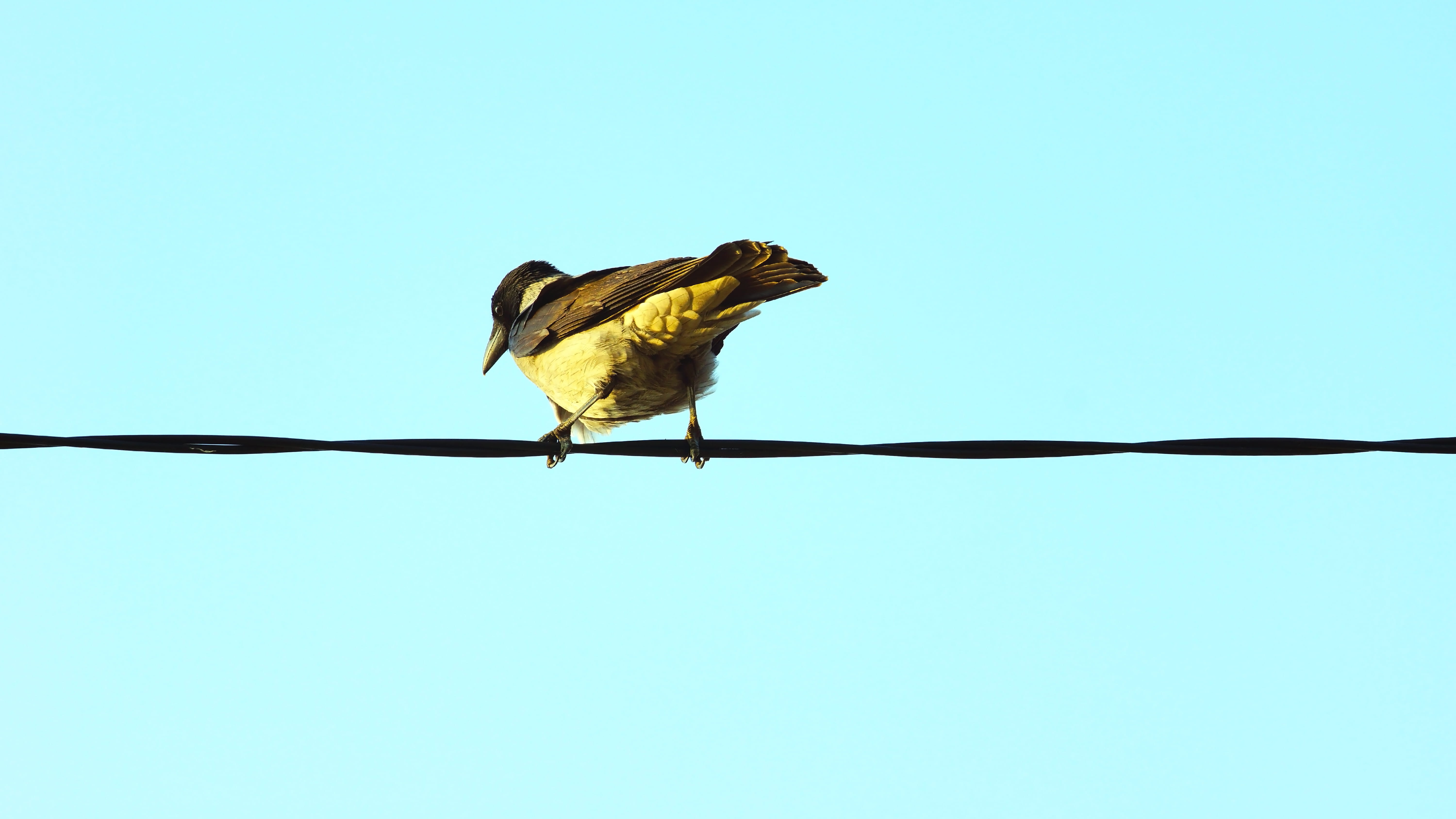 5K, anhinga, bee eater, anthus, copy space, wire, flock, wren, swallow, cable, hummingbird, vertebrate, barbed wire, agelaius, blackbird, daytime, canary, HD Wallpaper