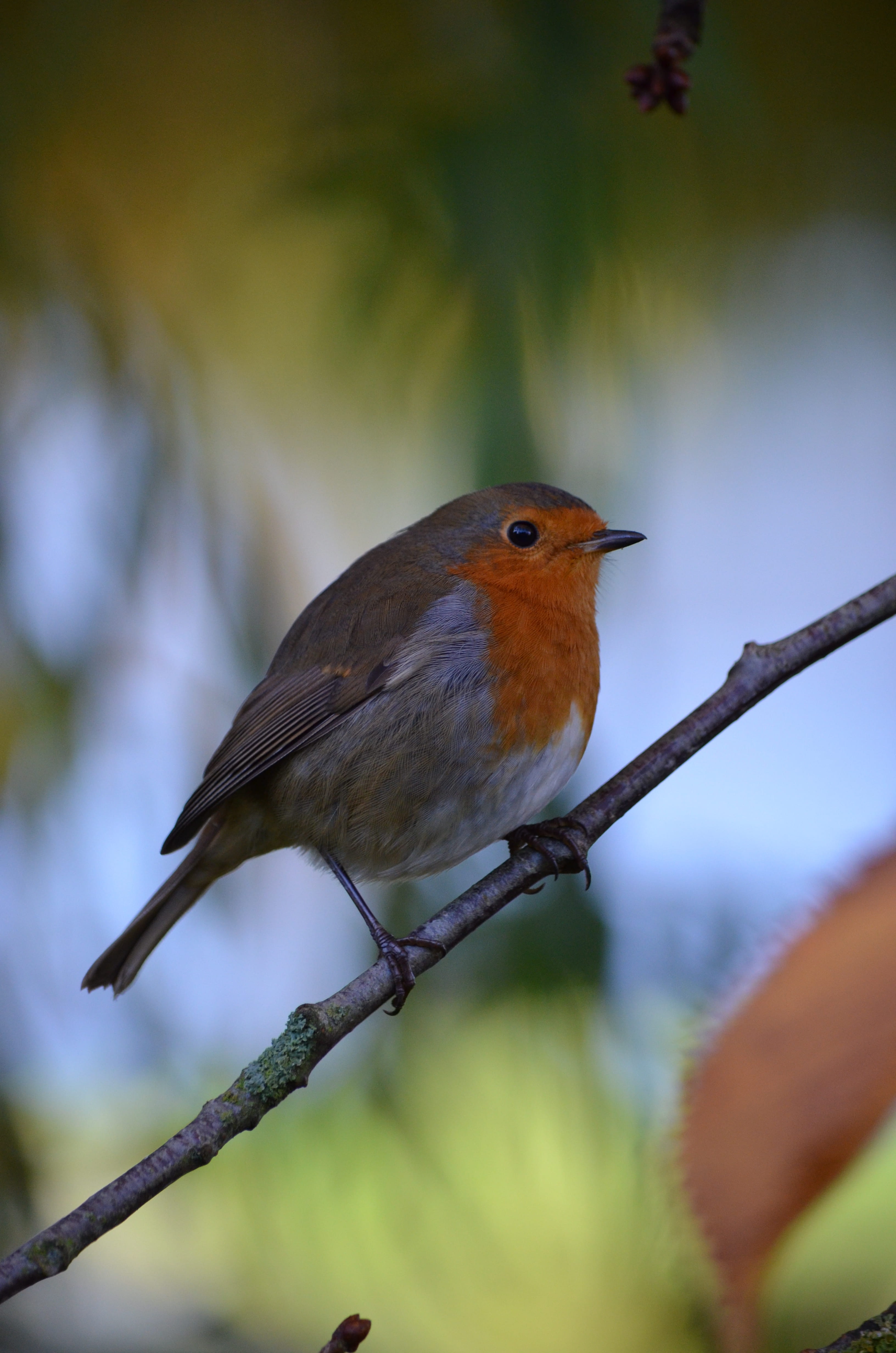one animal, tree, wren, day, orange, branch, no people, wildlife, eating, feathers, cardinal, animals in the wild, 4K, bird, selective focus, food, gray, Phone HD Wallpaper