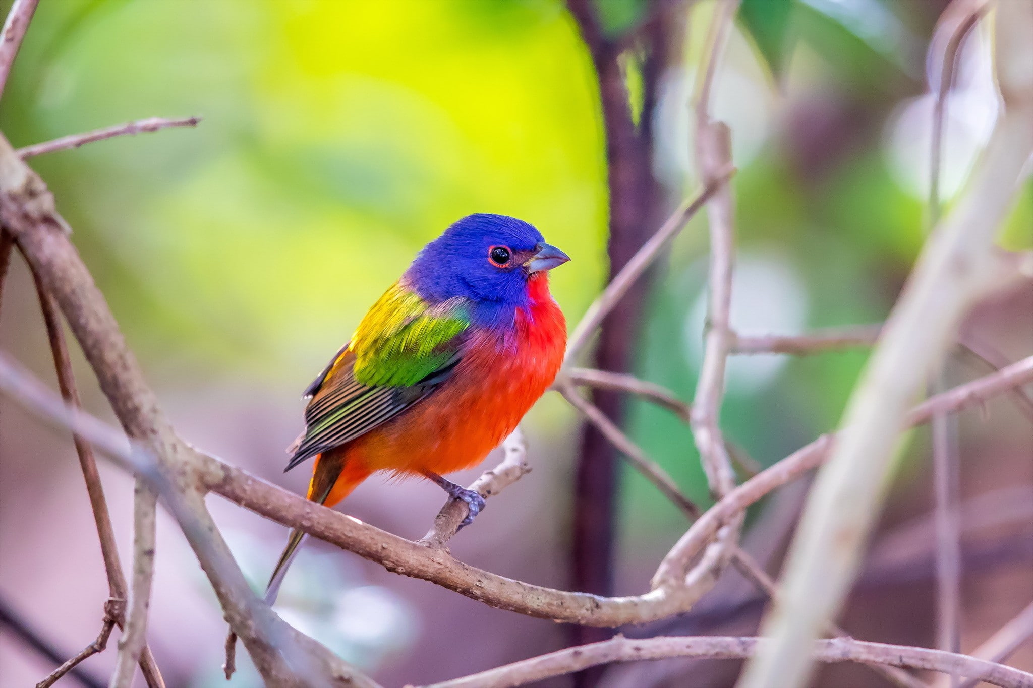 branch, day, perching, focus on foreground, animals, one animal, animal, multi colored, animal wildlife, beauty in nature, full length, plant, rainbow lorikeet, HD Wallpaper
