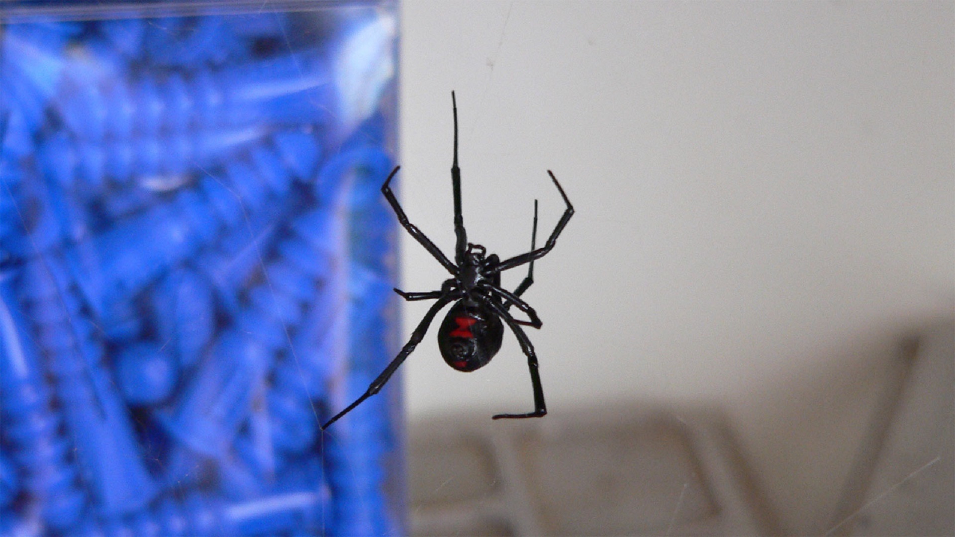 poisonous, black widow, nature, animals in the wild, arthropod, close-up, insect, animal body part, animal wildlife, toxic, animal wing, red hourglass, HD Wallpaper