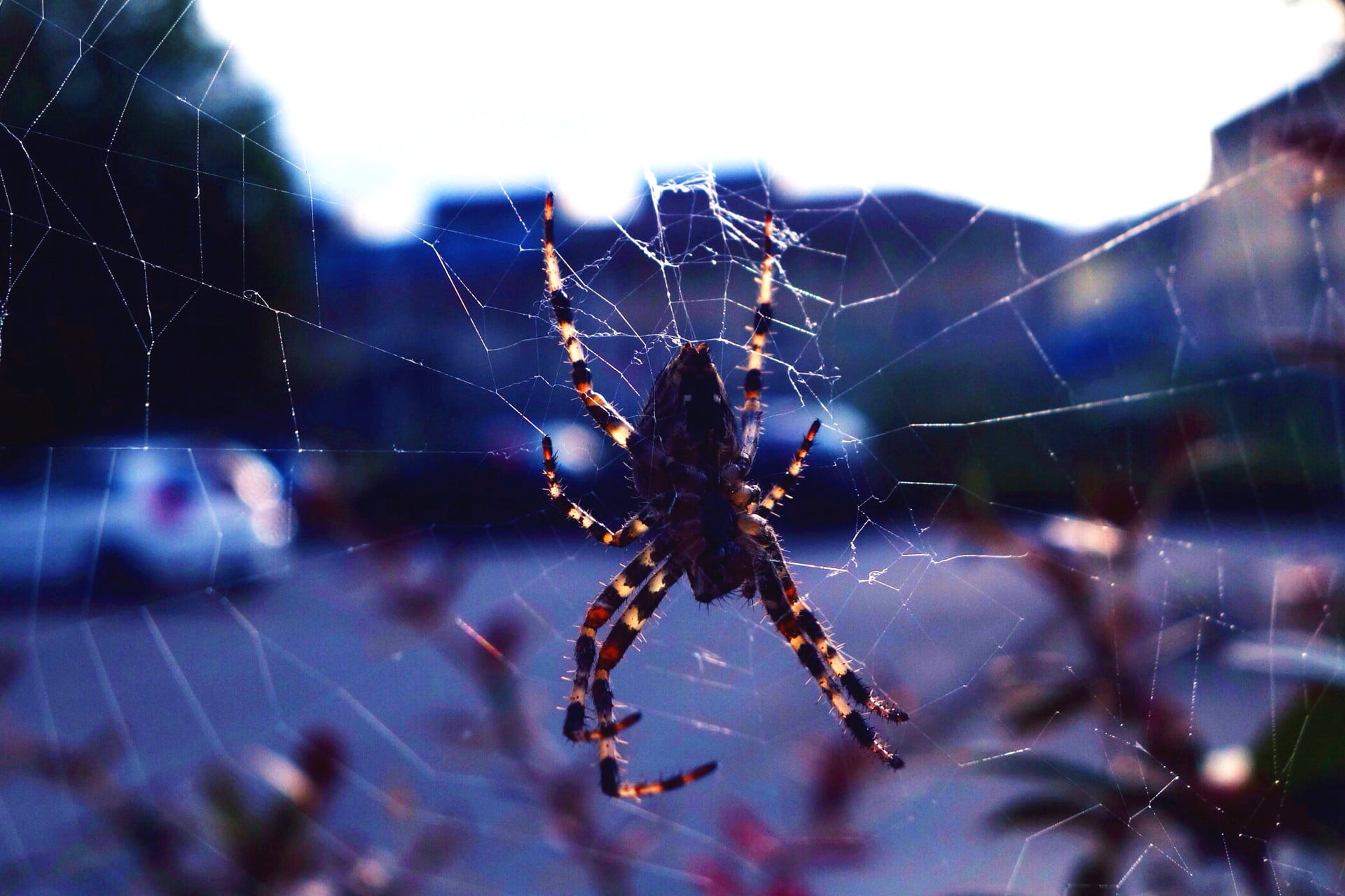 animals in the wild, web, day, one animal, outdoors, arachnid, arthropod, complexity, invertebrate, spider, 1080P, fragility, animals, close-up, animal wildlife, HD Wallpaper