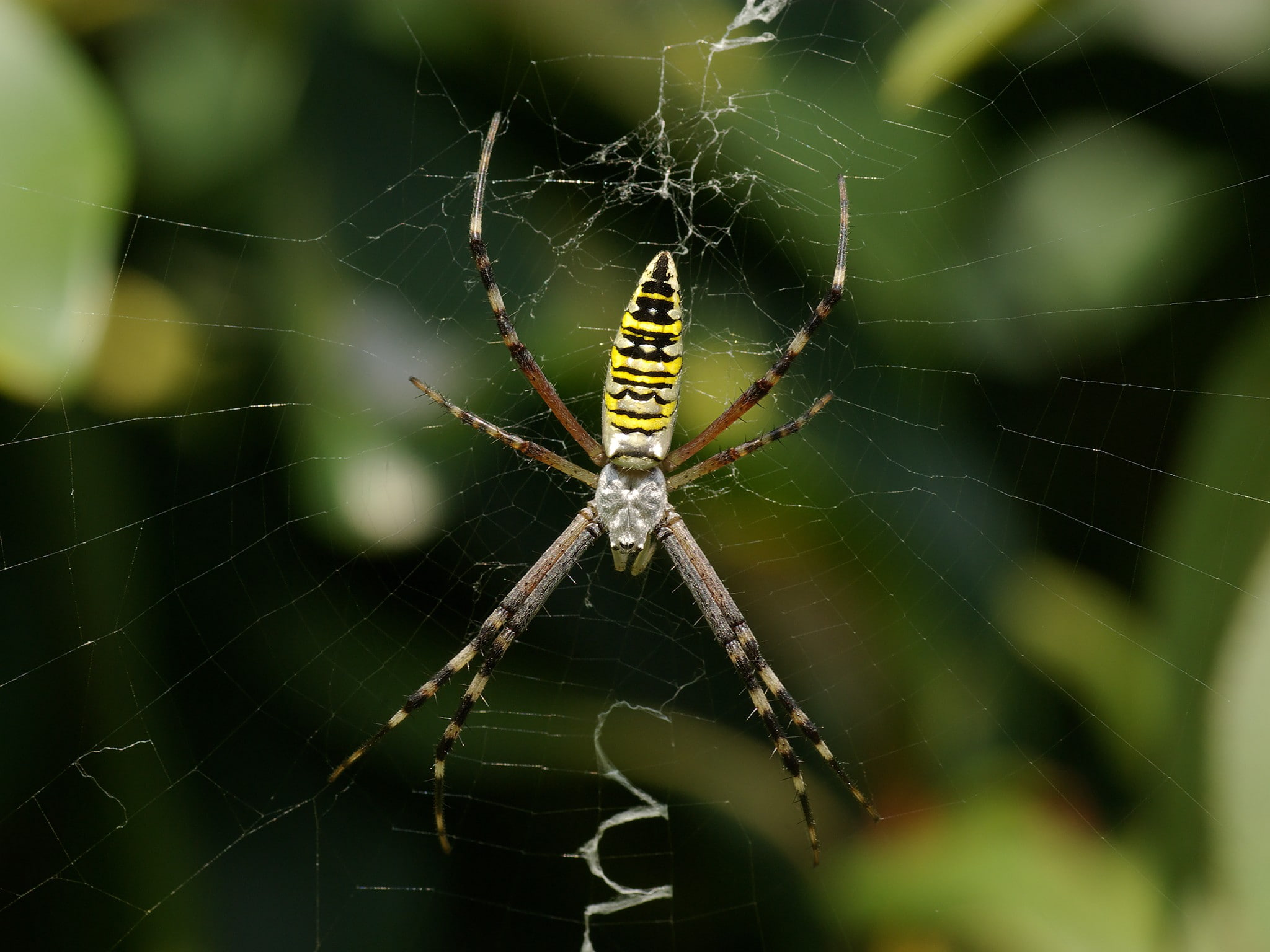 arthropod, invertebrate, focus on foreground, animal, arachnid, animal wildlife, complexity, spider web, insect, 1080P, nature, spider, day, survival, HD Wallpaper