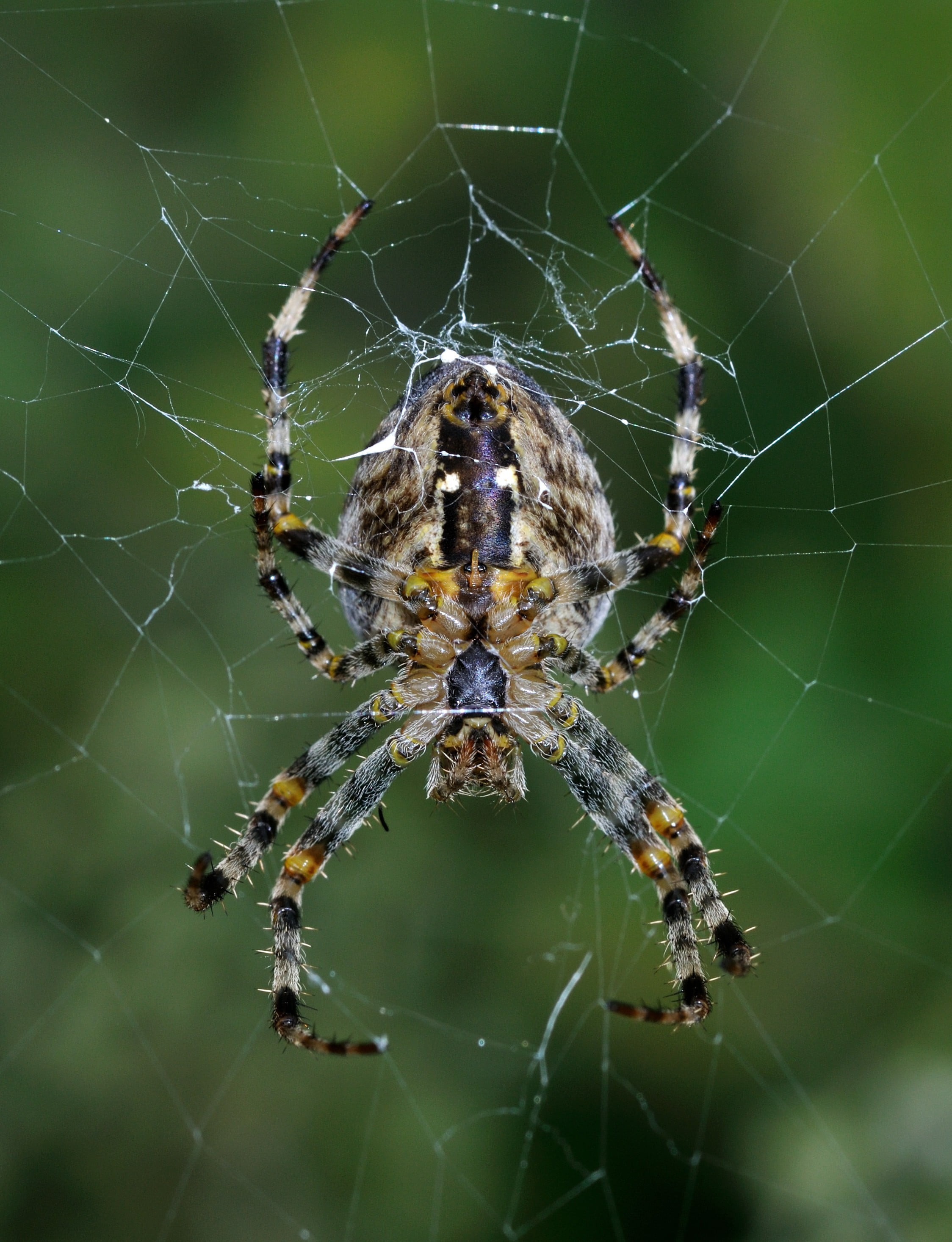 poisonous, animal wildlife, complexity, 2K, spider web, web, invertebrate, arachnid, animal leg, focus on foreground, outdoors, spider, arthropod, close-up, Phone HD Wallpaper