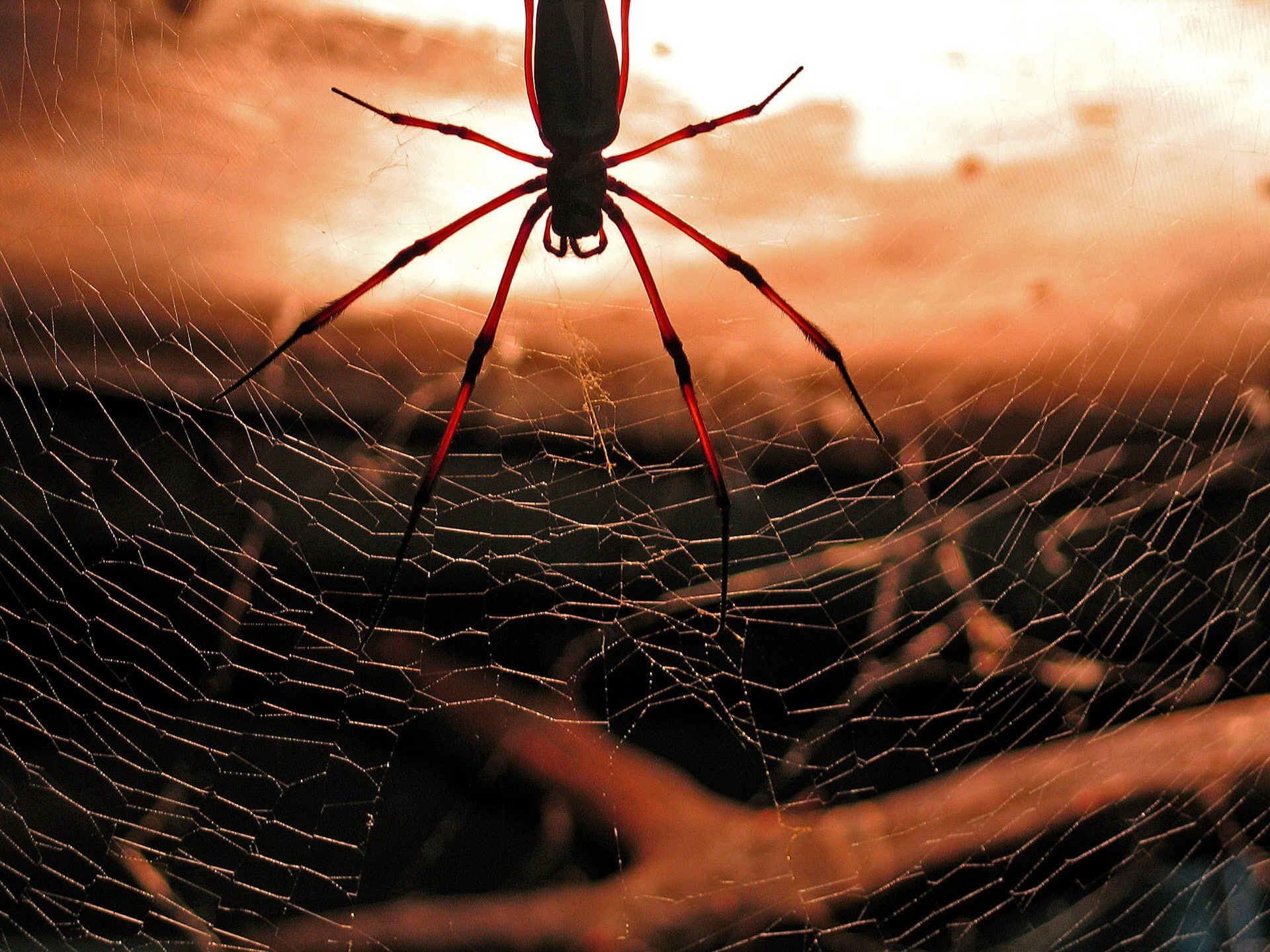 1080P, macro, animal body part, web, animal wildlife, nature, animal themes, arachnid, spider web, animals, invertebrate, outdoors, one animal, animal leg, HD Wallpaper
