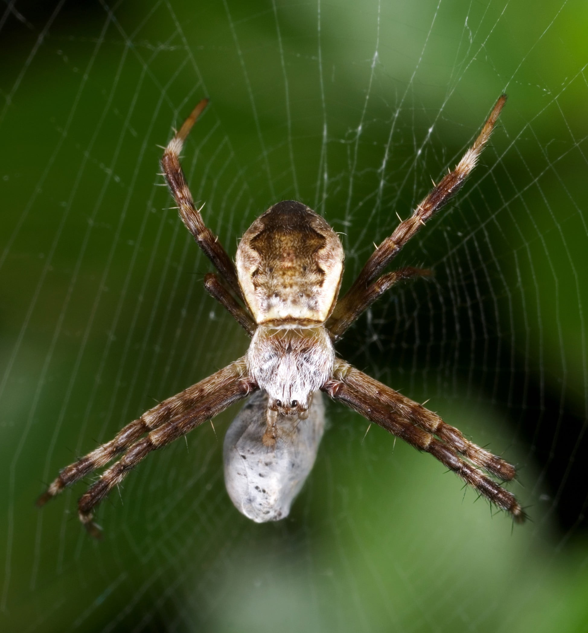 animals in the wild, focus on foreground, arthropod, animal leg, 1080P, day, no people, arachnid, invertebrate, animal themes, spider, animals, animal wildlife, Phone HD Wallpaper
