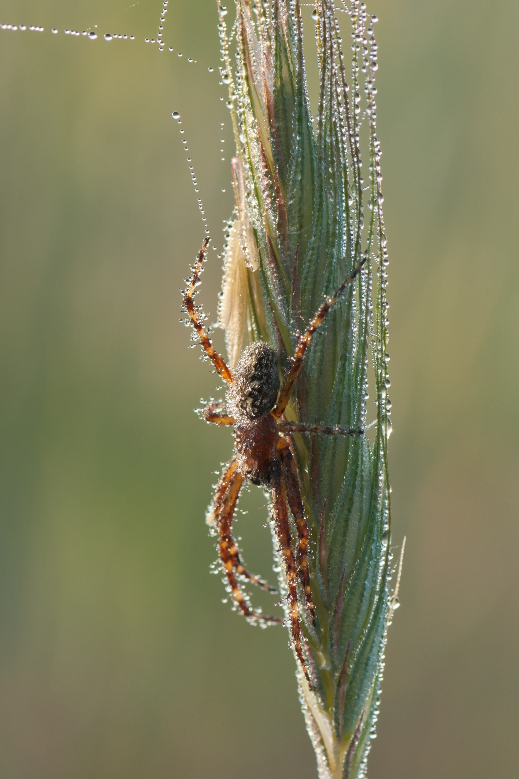 animals, animal leg, 2K, animal wildlife, arachnid, arthropod, plant, animals in the wild, animal themes, macro, no people, animal, focus on foreground, Phone HD Wallpaper