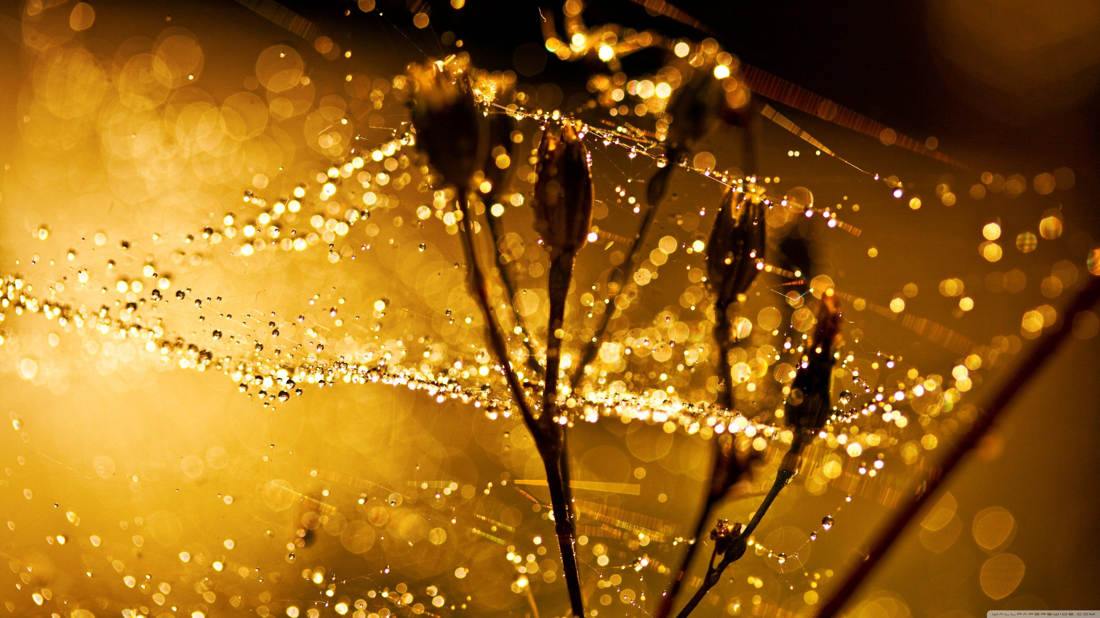 spider web, fragility, 4K, green, water, wet, drop, flower, illuminated, lighting equipment, rain, no people, close-up, freshness, water drops, raindrop, HD Wallpaper