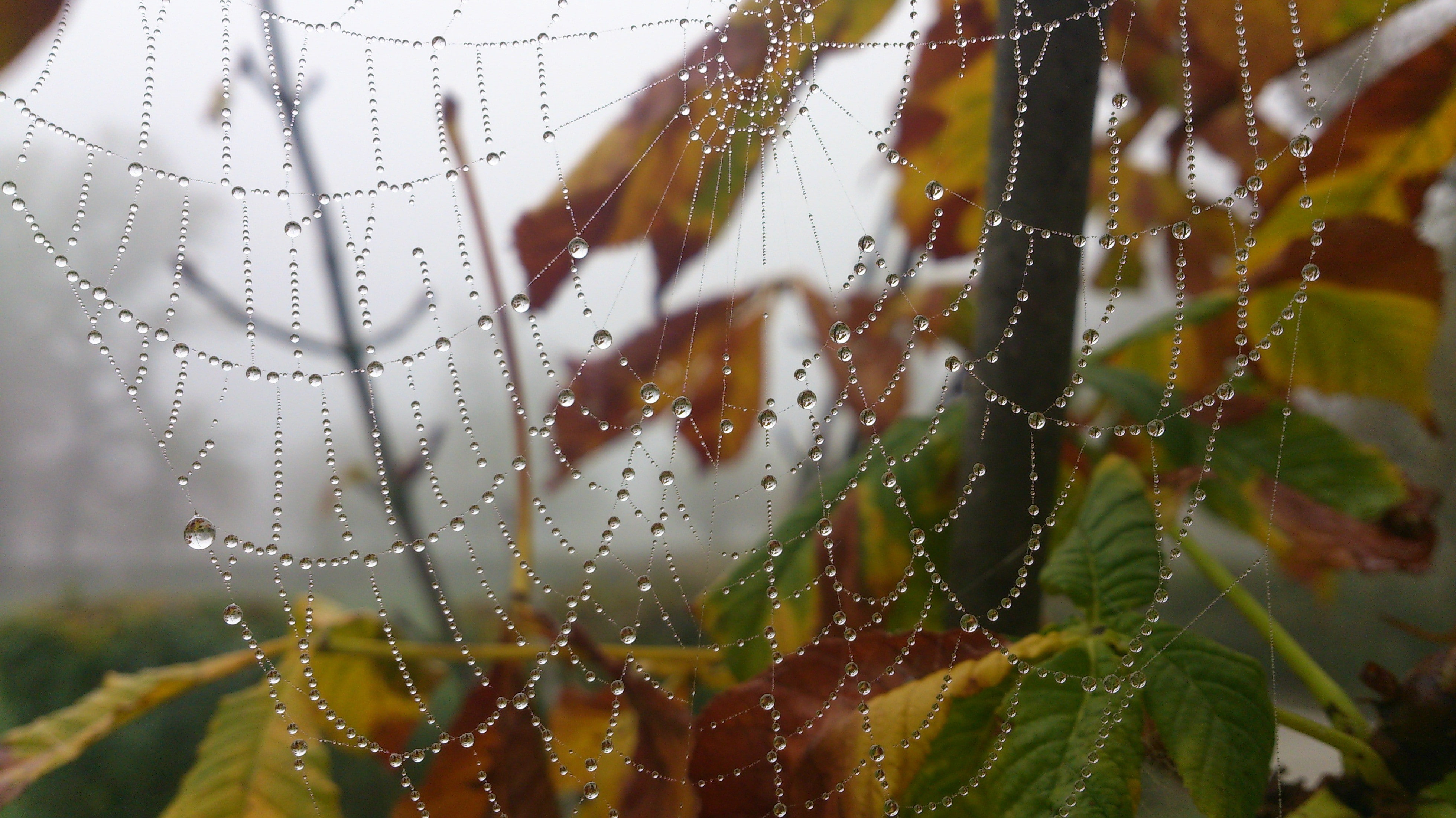 vulnerability, spiderwebs, spider web, rain, morning, day, rainy season, outdoors, drop, 4K, leaf, focus on foreground, plant part, water drops, close-up, HD Wallpaper