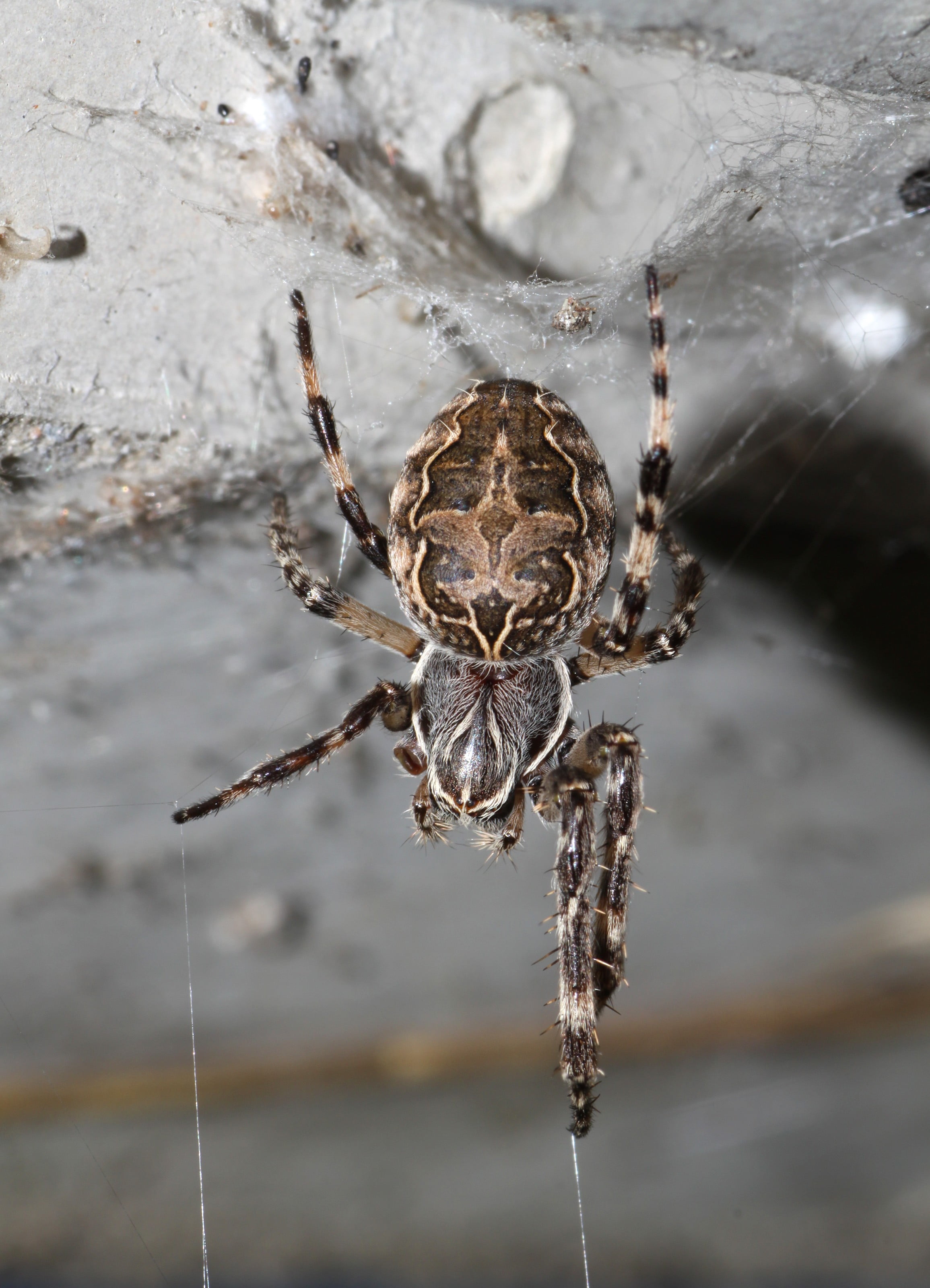 animal wildlife, animal, ceiling, animal leg, fragility, animals in the wild, nature, 2K, invertebrate, arthropod, wilted plant, macro, spider web, selective focus, Phone HD Wallpaper