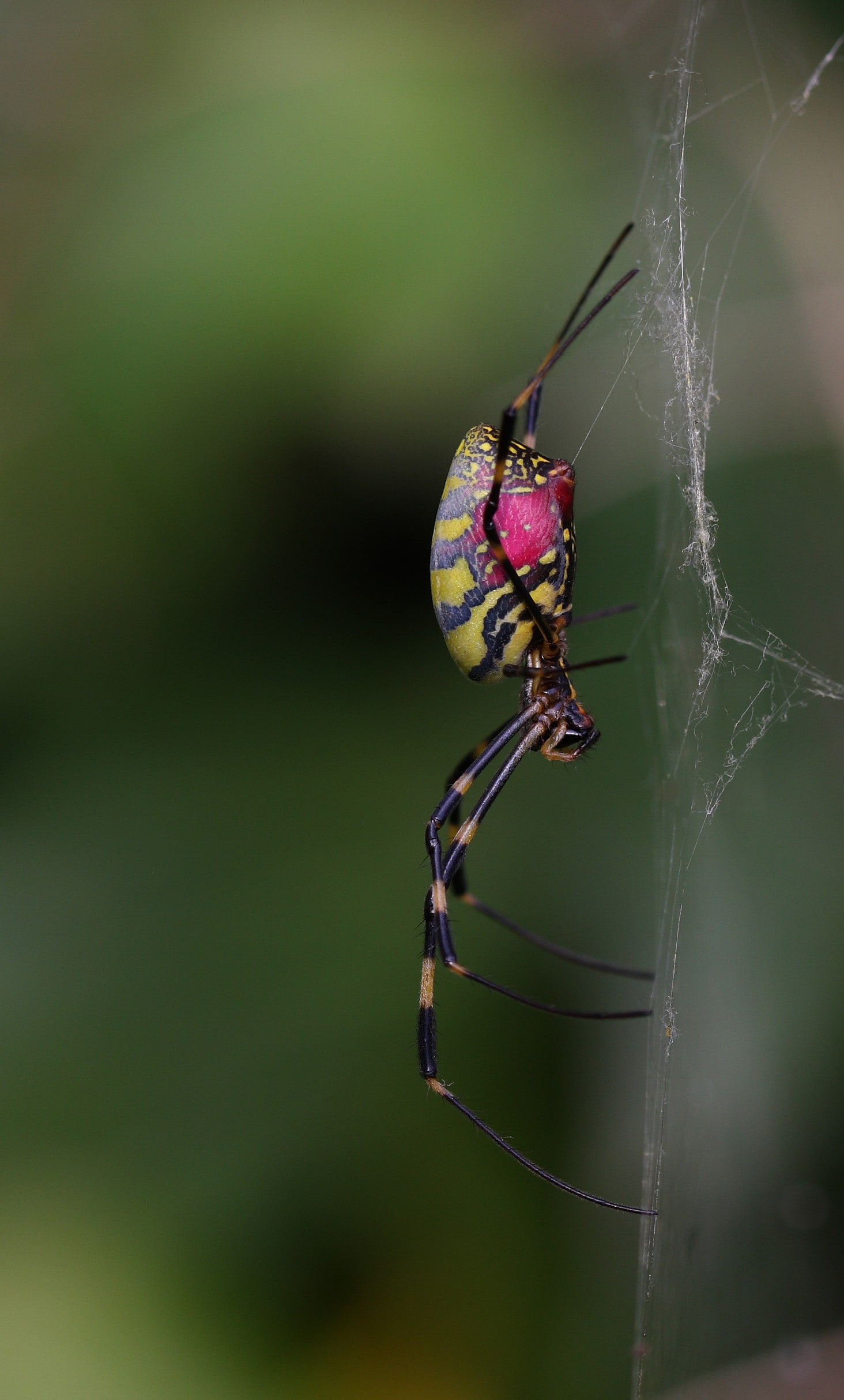 animal body part, outdoors, one animal, animal, focus on foreground, nature, arachnid, macro, animals in the wild, spider web, animal wing, arthropod, animals, Phone HD Wallpaper