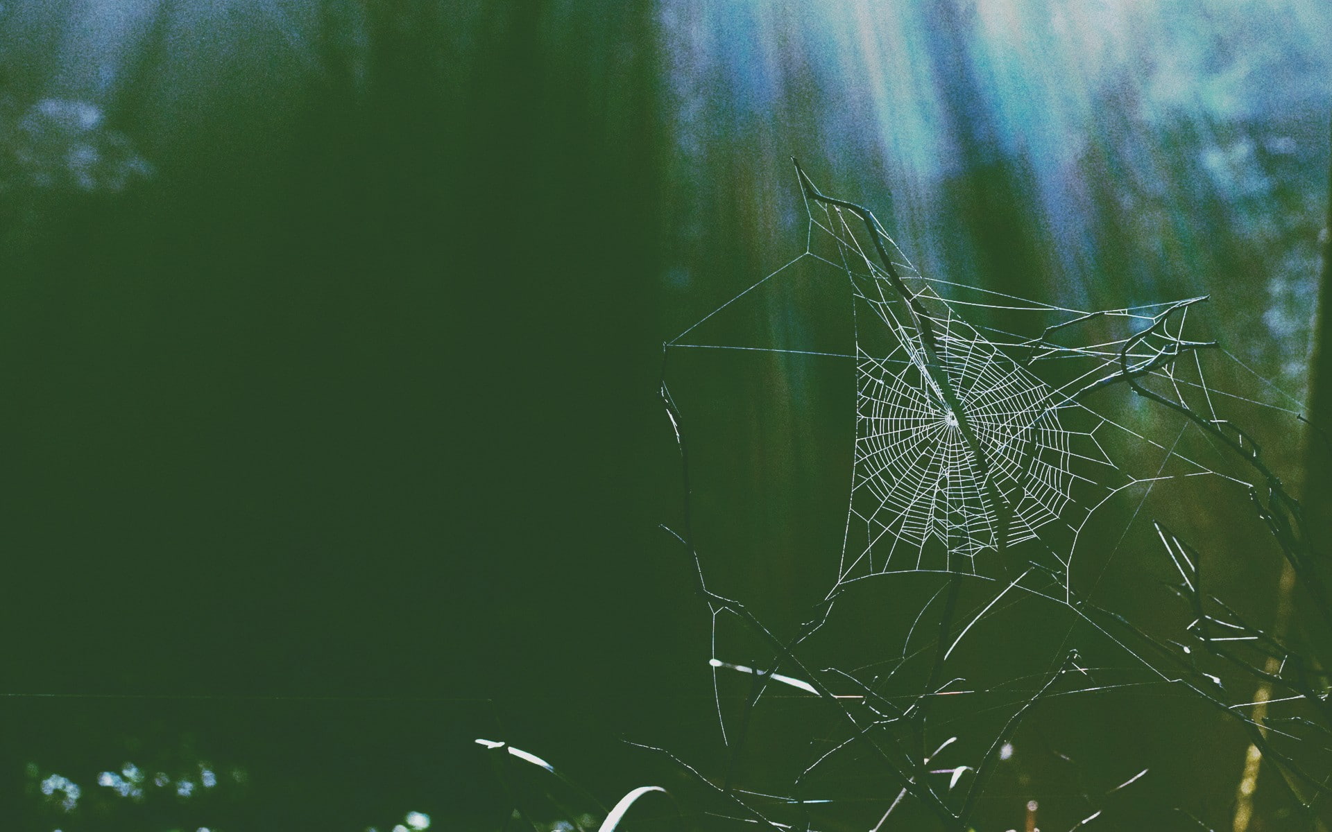 day, invertebrate, selective focus, spider, beauty in nature, nature, close-up, plant, horror, green color, growth, outdoors, tranquility, spider web, vulnerability, HD Wallpaper
