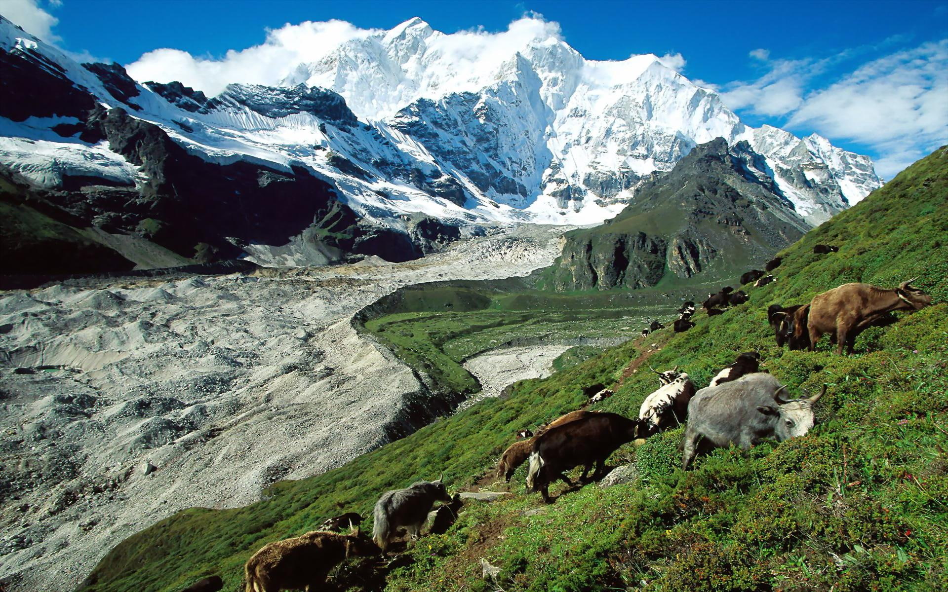 angelheart3, dreamer-girl, herding, kangshung, yak, nature and landscapes, glacier, tibet, momo102, 1080P, lavendergirl54, HD Wallpaper