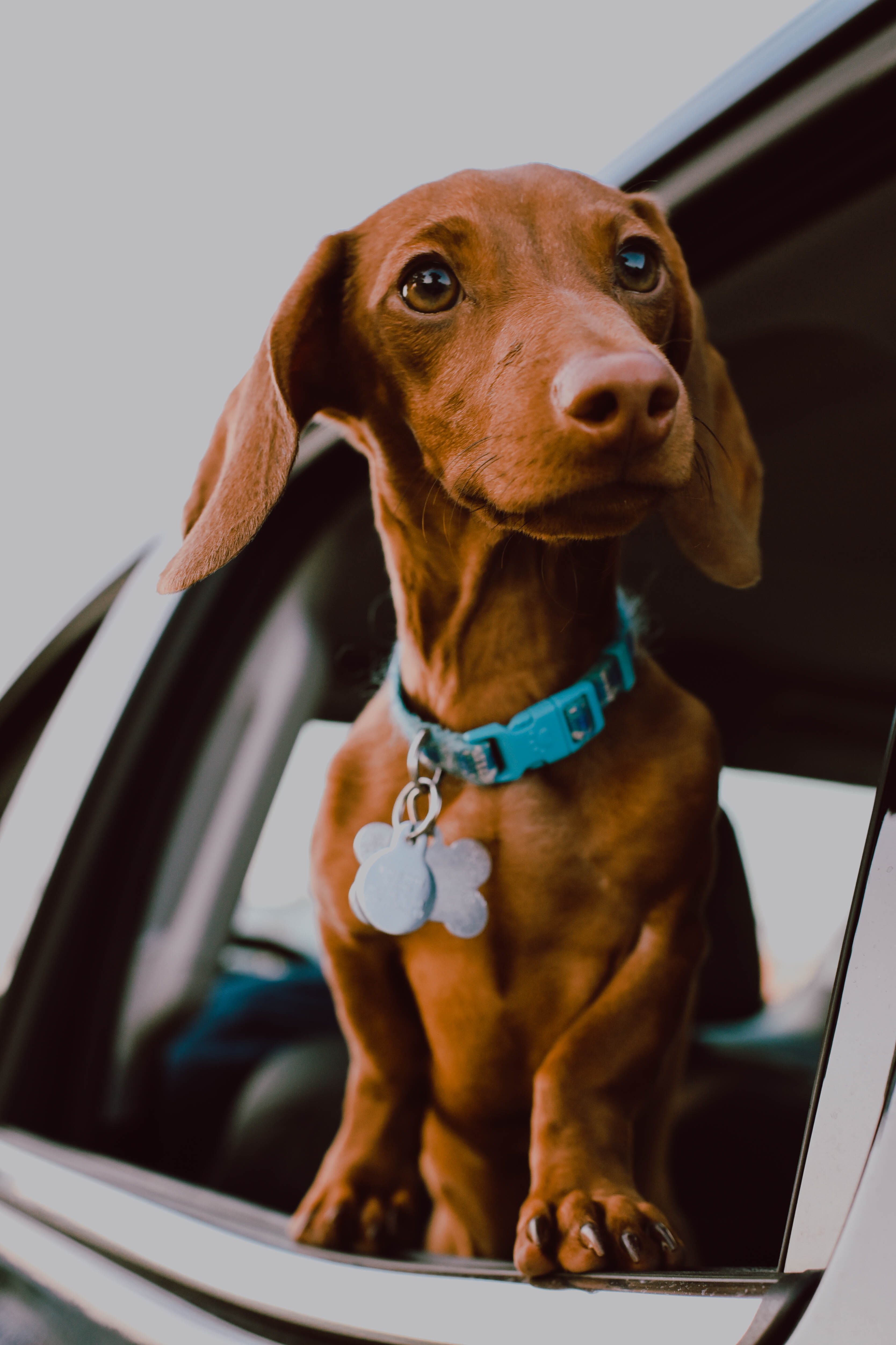 cute, puppy, pets, land Vehicle, vehicle, dachshund, fur, driving, dog, indoors, animal, sitting, mammal, looking, car, face, 4K, road trip, close up, Phone HD Wallpaper
