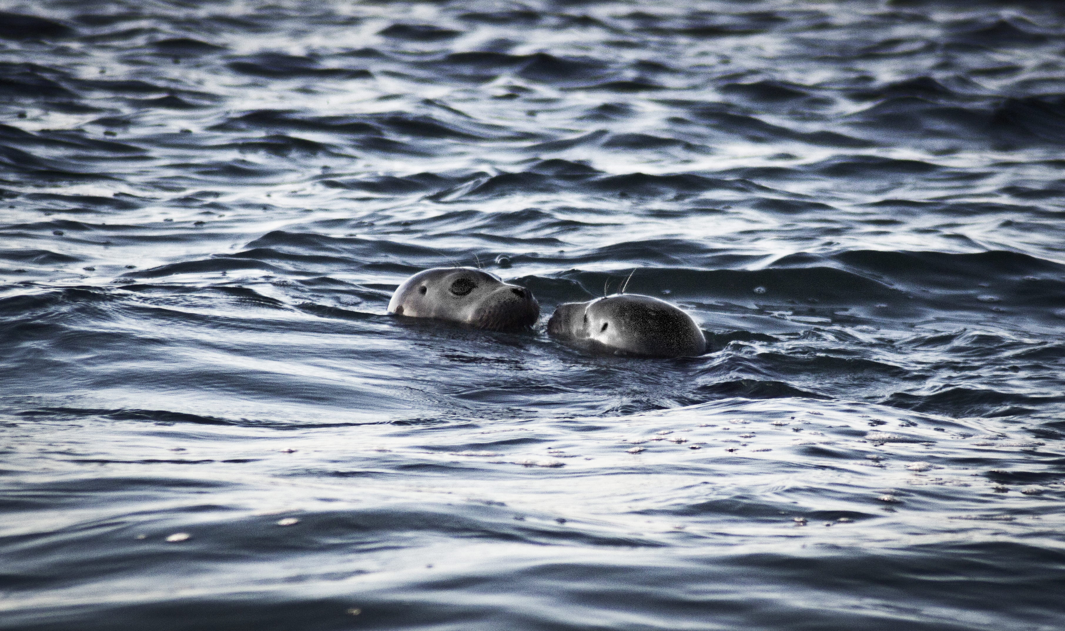water, cute, day, no people, 2K, beach, seascape, seal, one animal, waterfront, outdoors, love, animal wildlife, wildlife, sea lion, mammal, wet, animal themes, HD Wallpaper