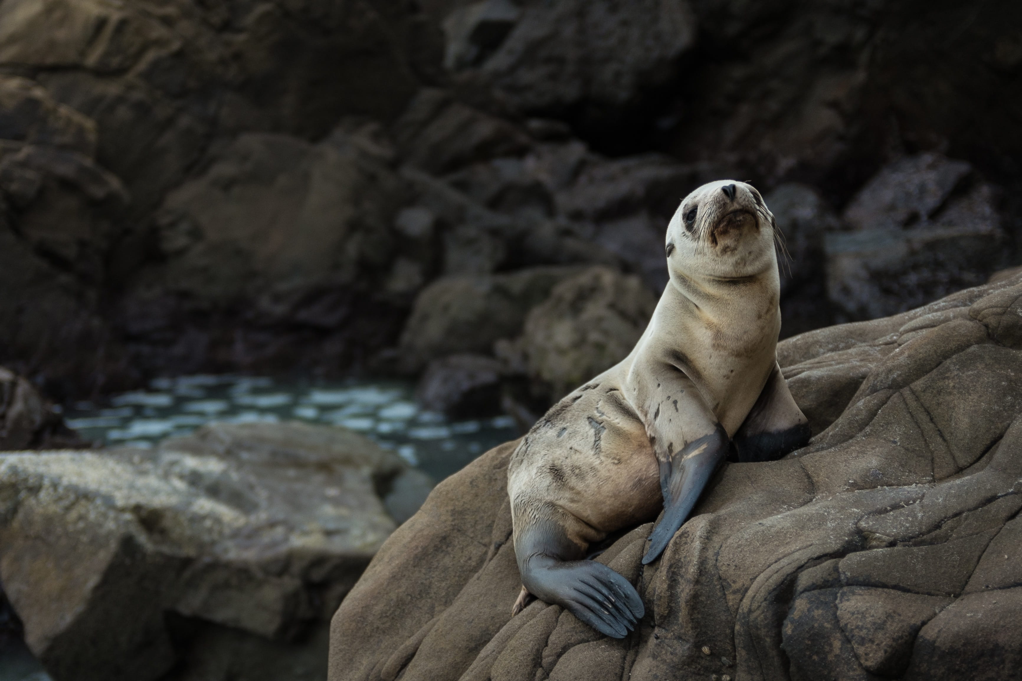 animal themes, mammal, animal, zoo, white, no people, rock - Object, aquatic Mammal, black seal, close-up, 2K, outdoors, sea, wildlife, vertebrate, day, HD Wallpaper