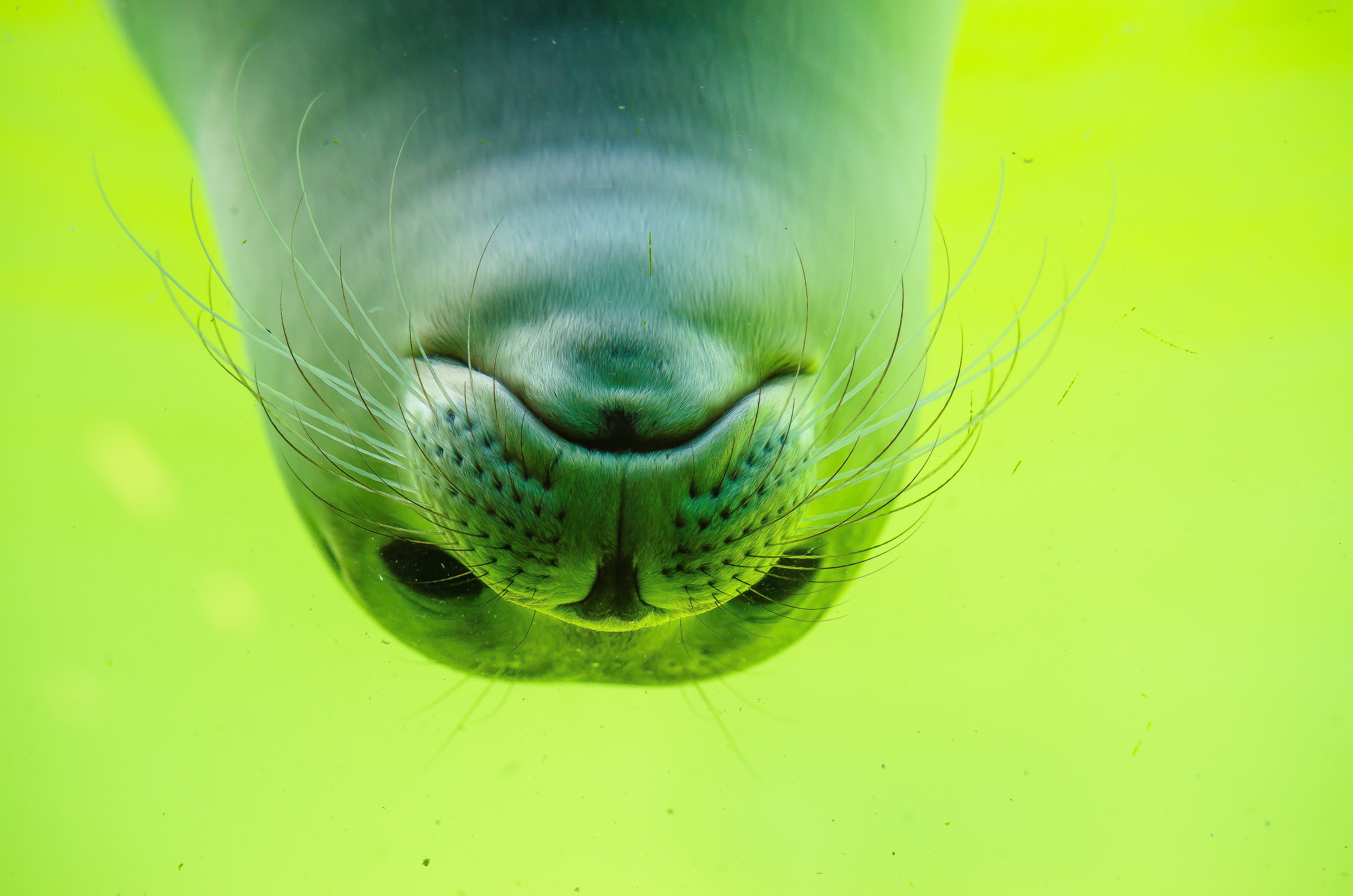 water, seal, no people, meeresbewohner, seal baby, reptile, animal eye, sea animals, animal, swimming, vertebrate, animal body part, water creature, lion, HD Wallpaper