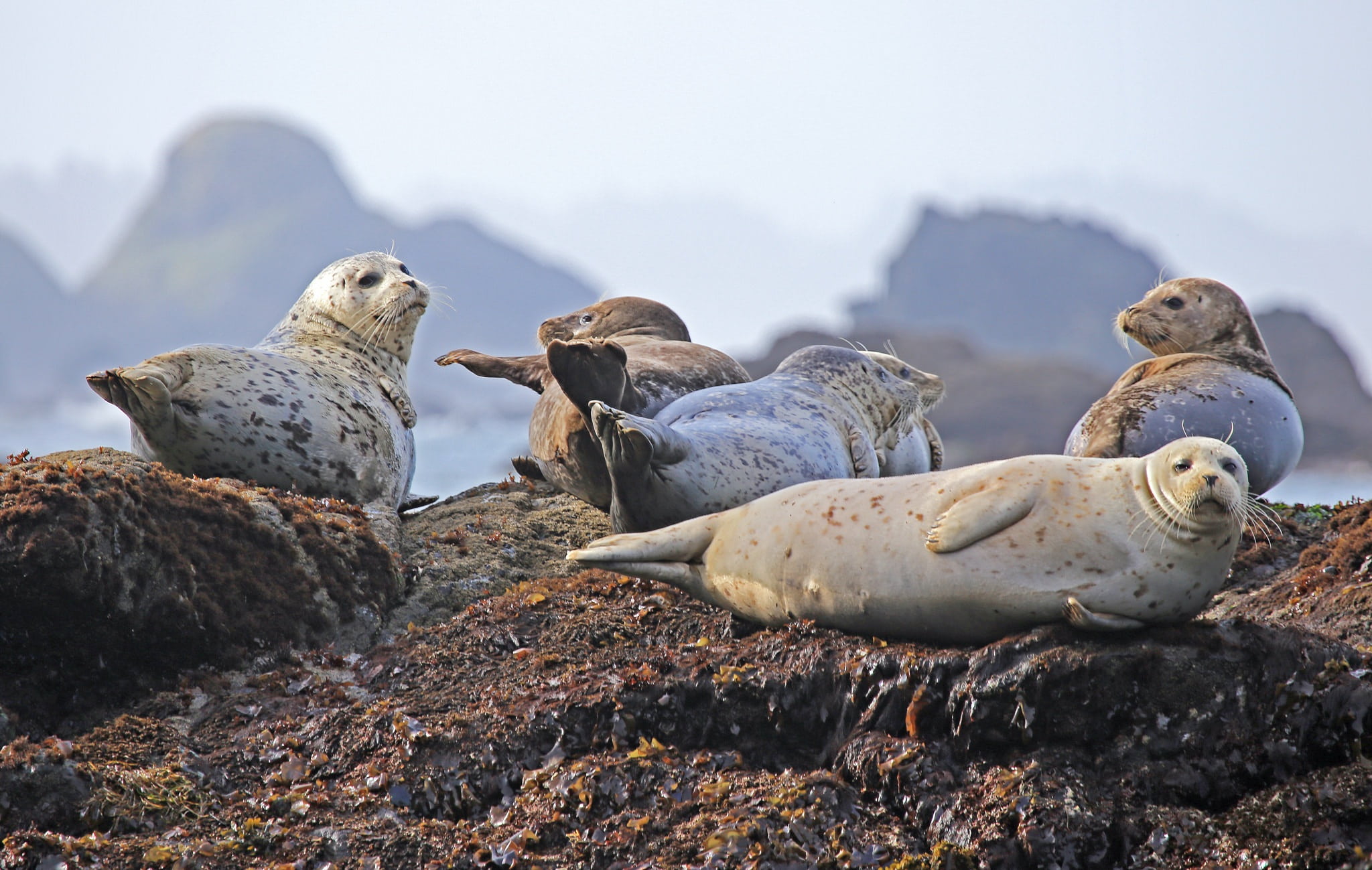 wildlife, outdoors, marine, seal - animal, brown, ocean, resting, rock, animal themes, 1080P, gray, group of animals, stone, water, mammal, vertebrate, HD Wallpaper