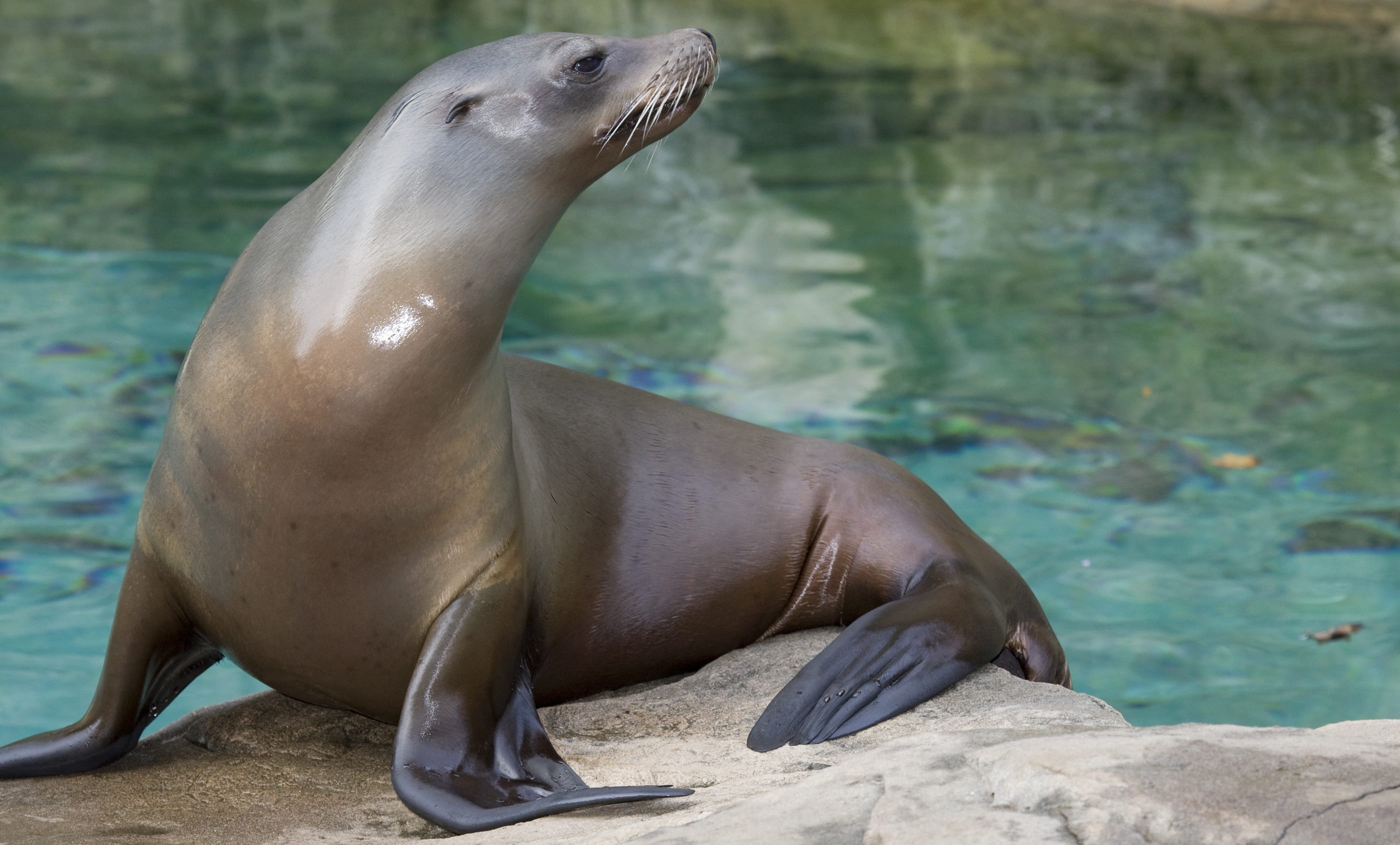 animal themes, close, vertebrate, photo, lion, close up, mammal, sea, the north pacific sea lions, seal - animal, zoo, standing, 2K, underwater, animals in the wild, HD Wallpaper
