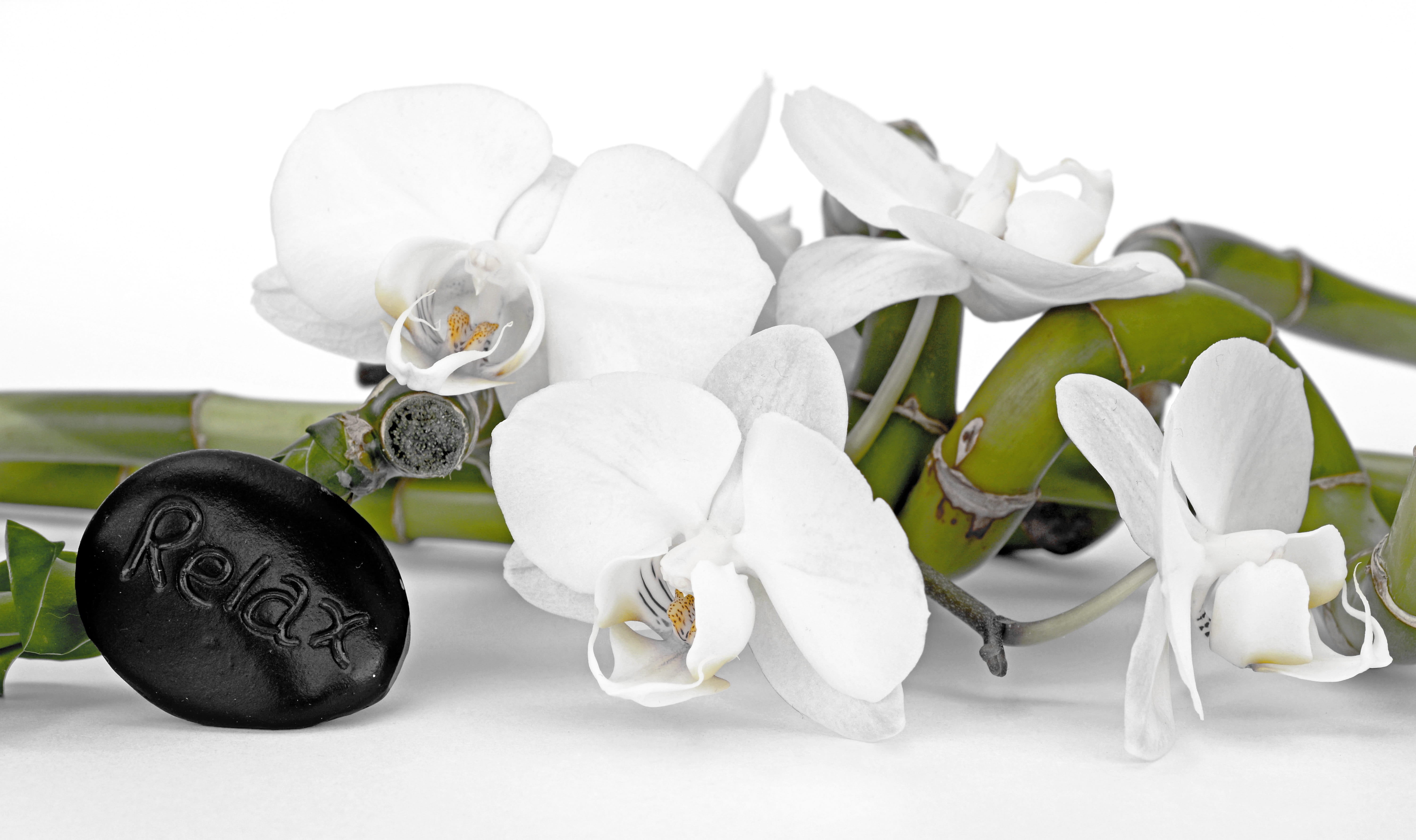balance, recovery, decoration, luxury, luck, flowering plant, nature, white color, green, event, shallow, asia, celebration, relaxation, stalk, leaf, frisch, HD Wallpaper