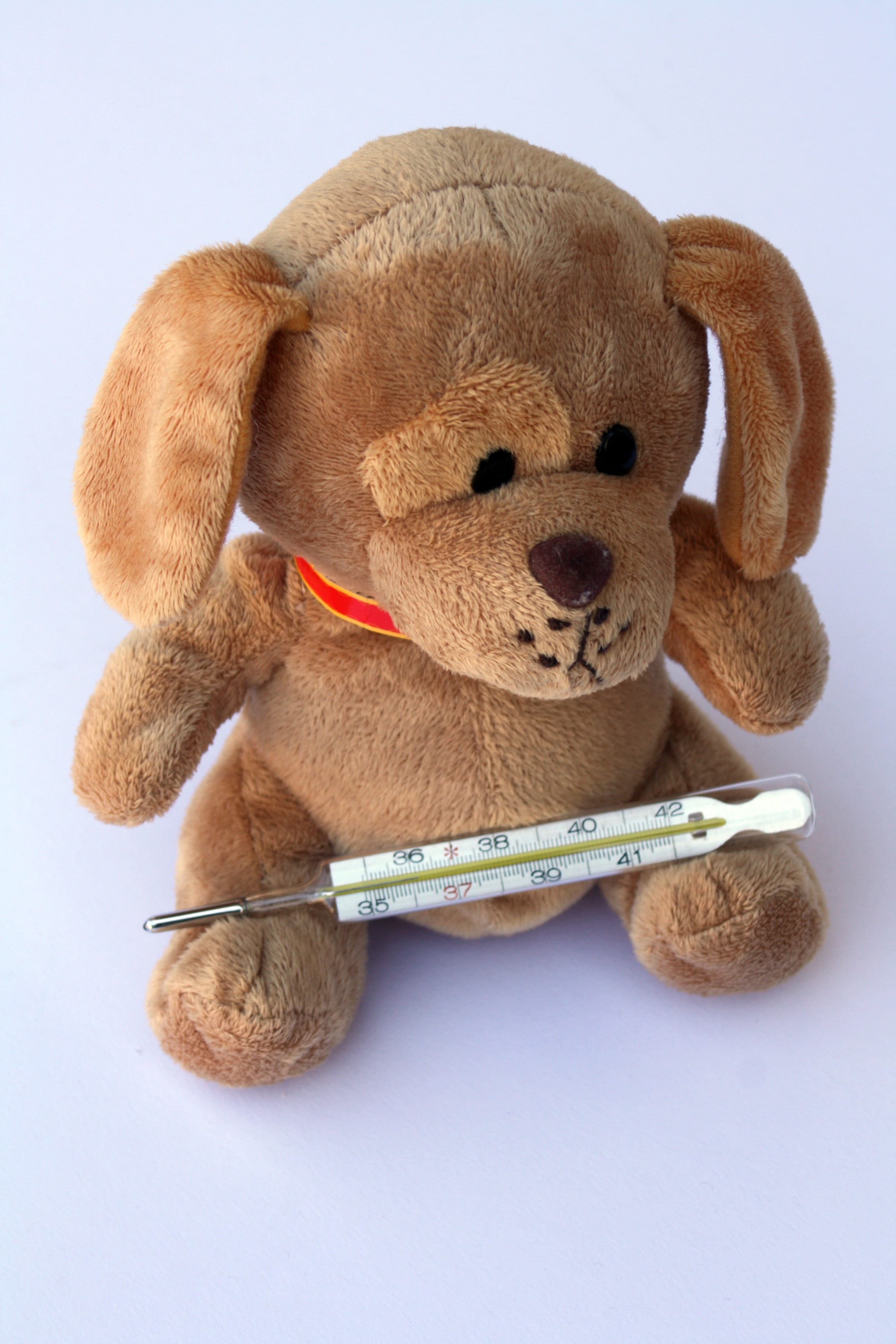 stuffed, mammal, animal representation, knuffig, toy, thermometer, arm, teddy bear, softness, healthcare and medicine, soft toy, plush, Ill, sad, studio shot, Phone HD Wallpaper