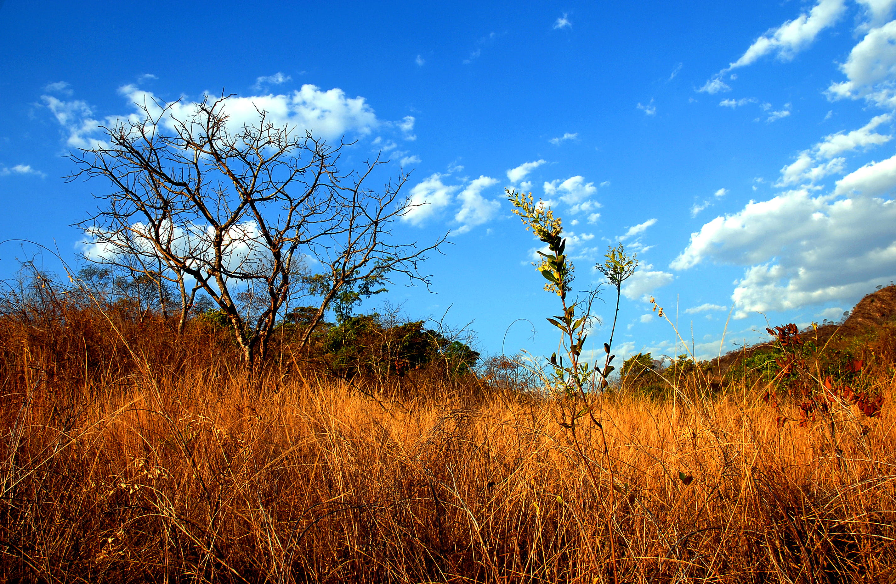 parque nacional da chapada dos veadeiros, forest, no people, chapada, grass, scenics - nature, 2K, environment, land, non-urban scene, tree, day, blue, HD Wallpaper