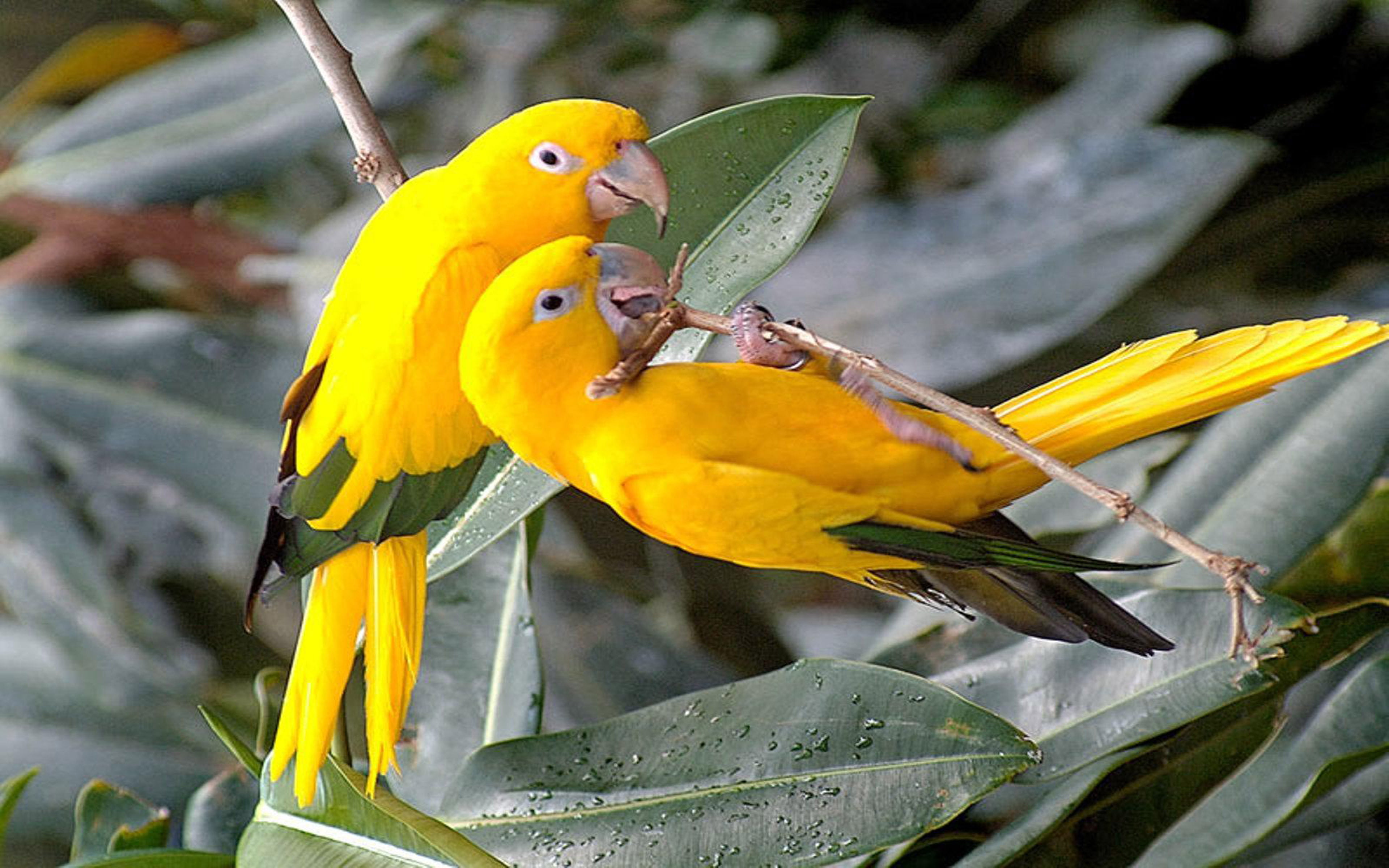 animal, laptop, plant, animal wildlife, nature, bird, day, flower, animals in the wild, parrot, animal themes, no people, mobile, pc, close-up, HD Wallpaper