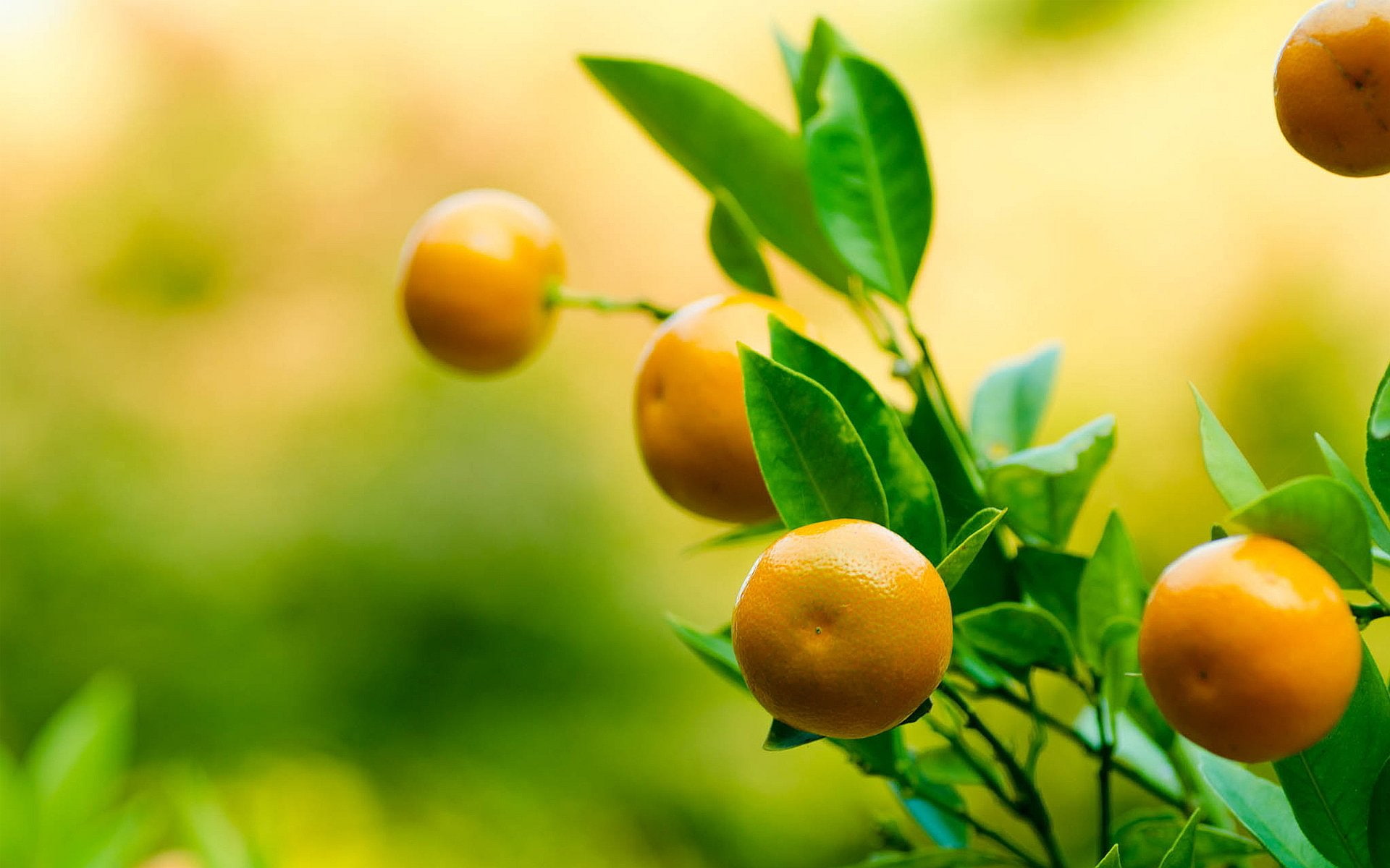 mandarinas, 1080P, frutas, naturaleza, citricos, HD Wallpaper