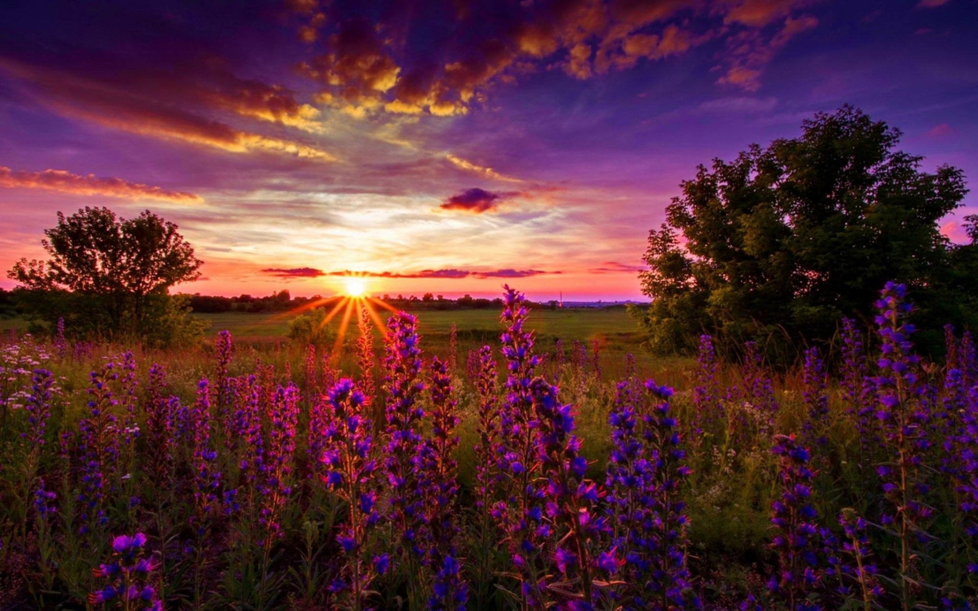 scenics - nature, land, Field, 1080P, growth, lavender, flowerbed, plant, purple, Earth, Sunset, Purple Flower, no people, tranquility, flowering plant, HD Wallpaper