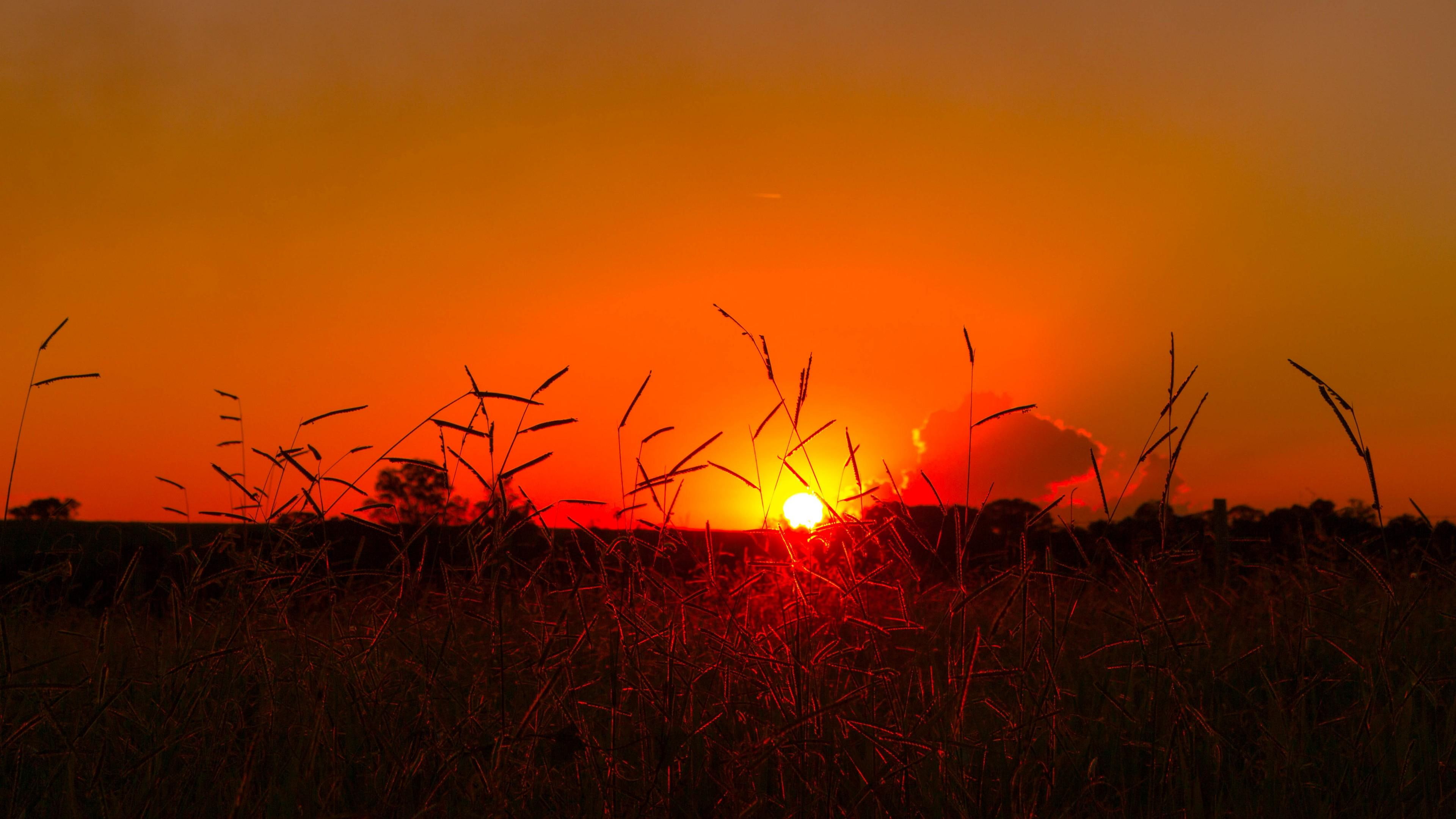 grass, field, minas gerais, sunset, sun, 4K, brazil, HD Wallpaper