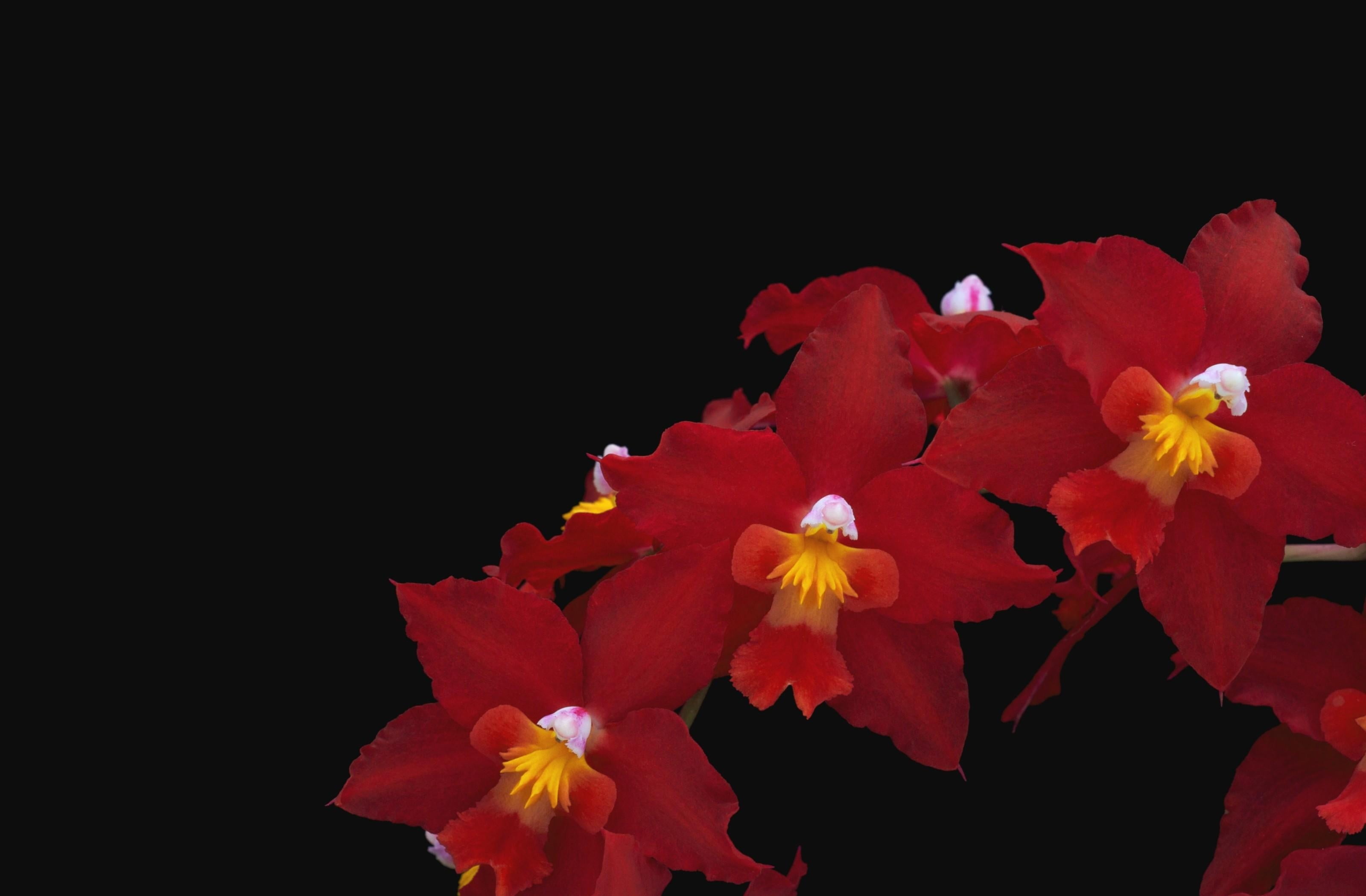 leaf, nature, botany, close-up, copy space, plant, freshness, flower Head, vulnerability, flowering plant, studio shot, black Background, indoors, single Flower, HD Wallpaper