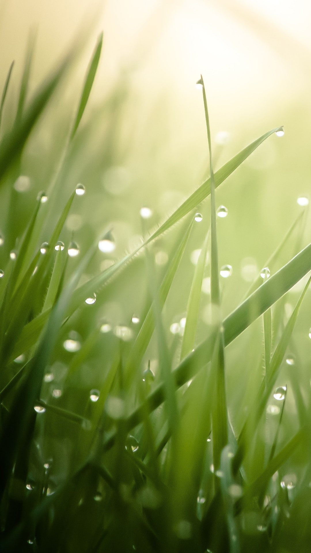blade of grass, growth, freshness, close-up, beauty in nature, 1080P, green color, brightly lit, dew, rain, field, meadow, environment, nature, outdoors, Phone HD Wallpaper