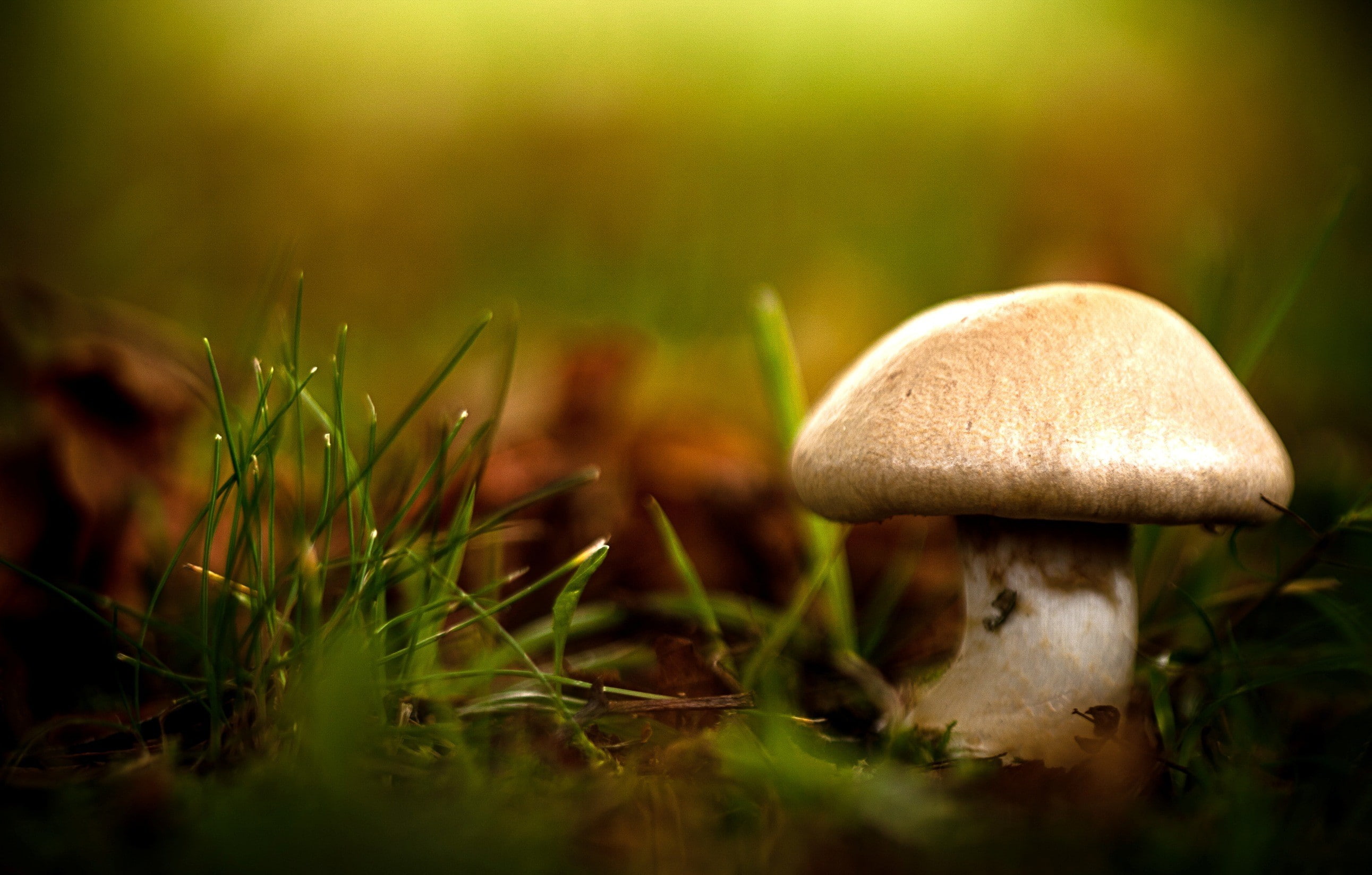 fragility, vegetable, grass, surface level, plant, saturated color, poisonous, vulnerability, growth, outdoors, selective focus, land, fungus, plants, field, HD Wallpaper