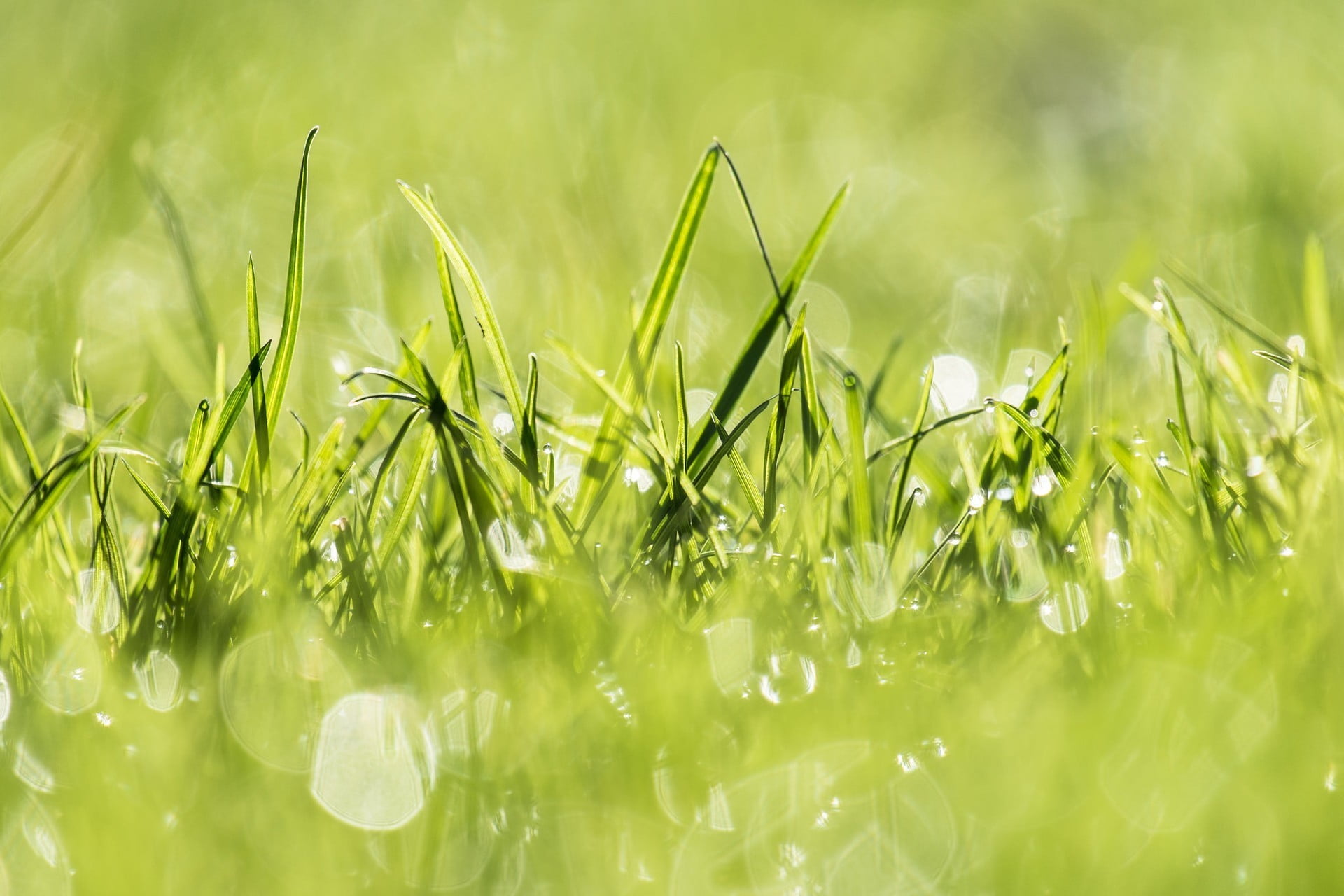 dew, vibrant color, meadow, brightly lit, grass, field, 1080P, selective focus, nature, freshness, summer, no people, plant, backgrounds, blade of grass, HD Wallpaper