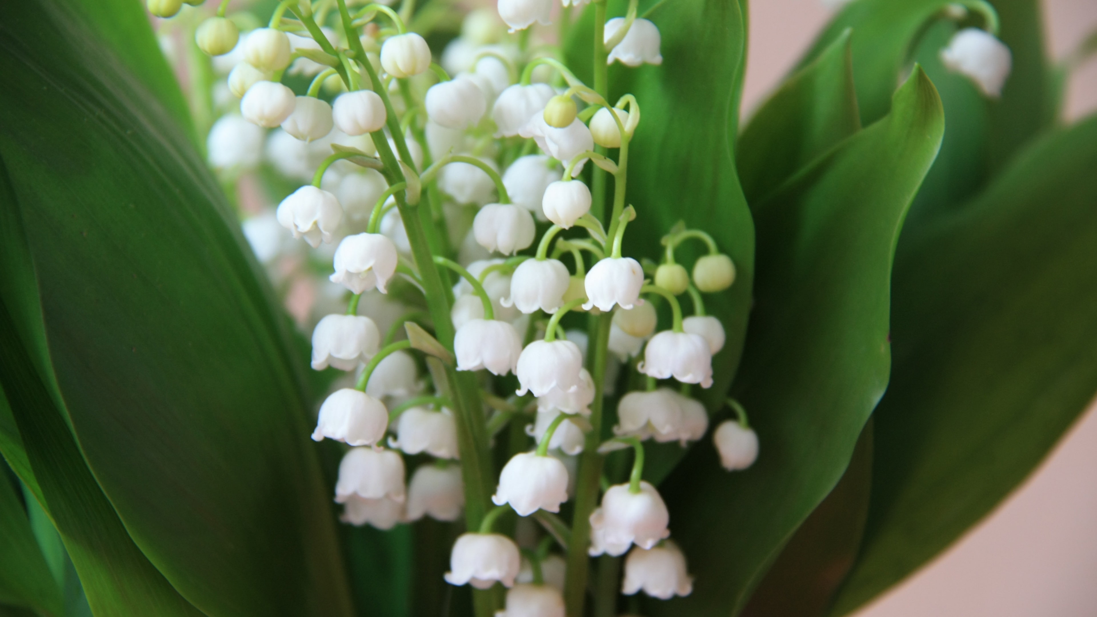 4K, Lily, Valley, White, Little, Flowers, Spring, HD Wallpaper