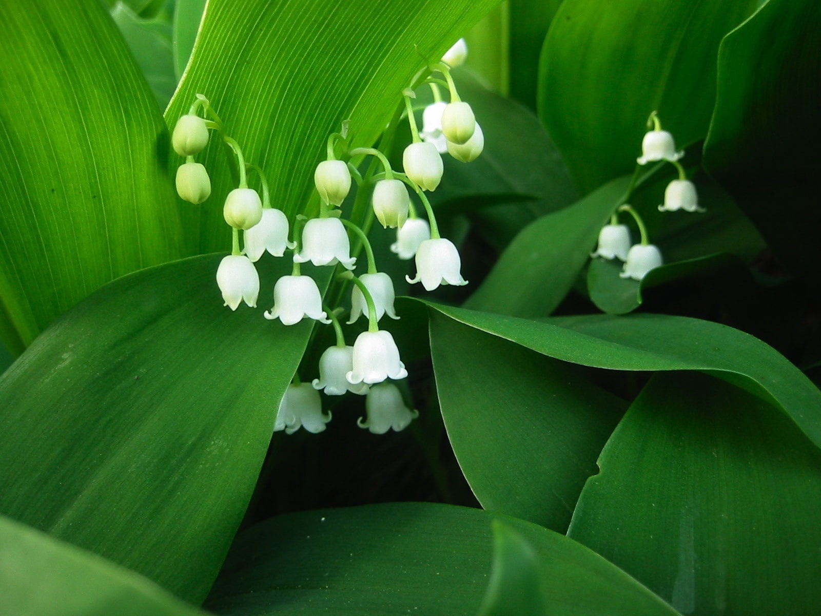 Green, s, flower, White, baby, Leaves, breath, Valley, Lily, 720P, Petals, HD Wallpaper