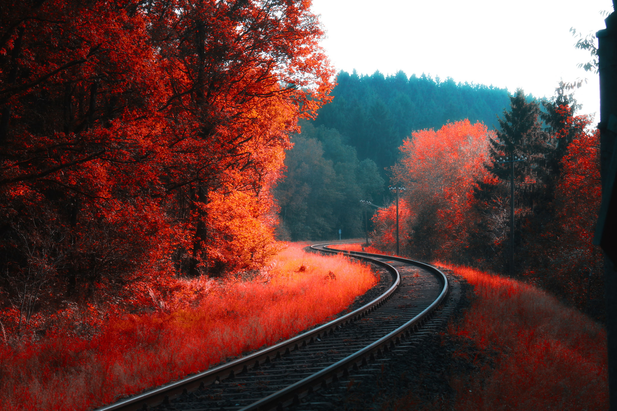 leaves, trees, forest, landscape, 1080P, railway, colorful, fall, HD Wallpaper