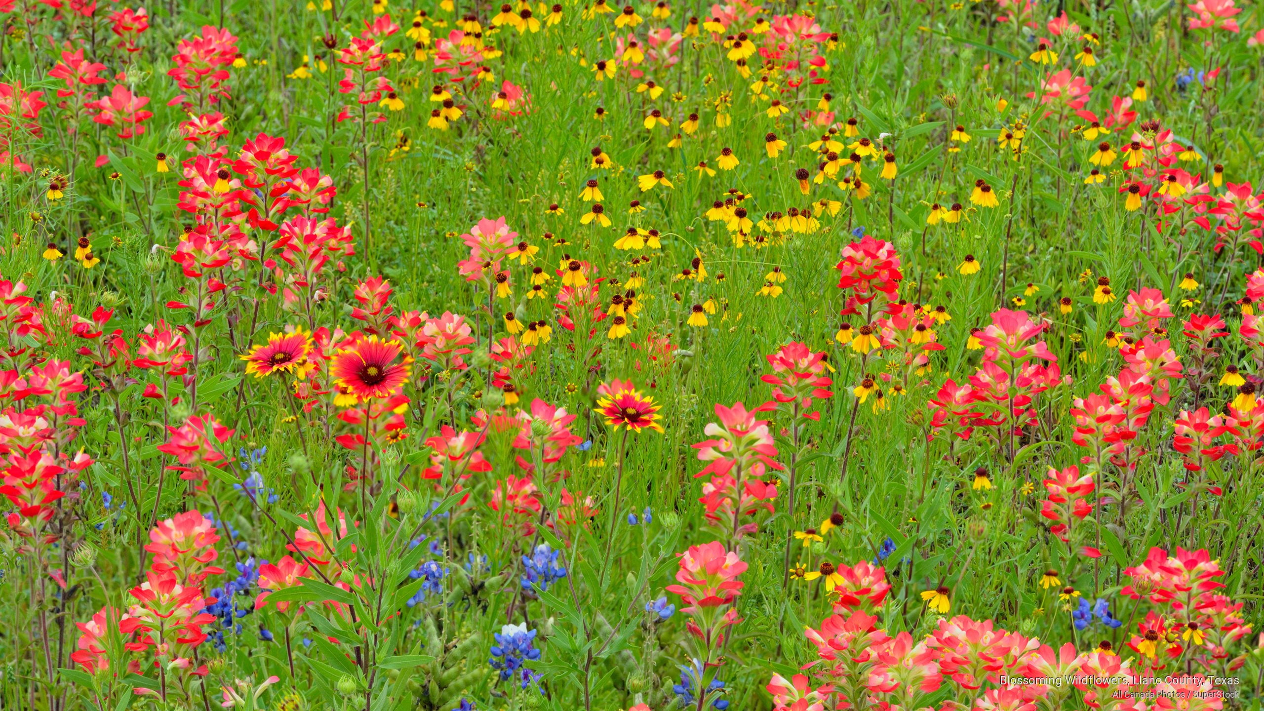 wildflowers, llano, Flowers/Gardens, texas, blossoming, county, 2K, HD Wallpaper