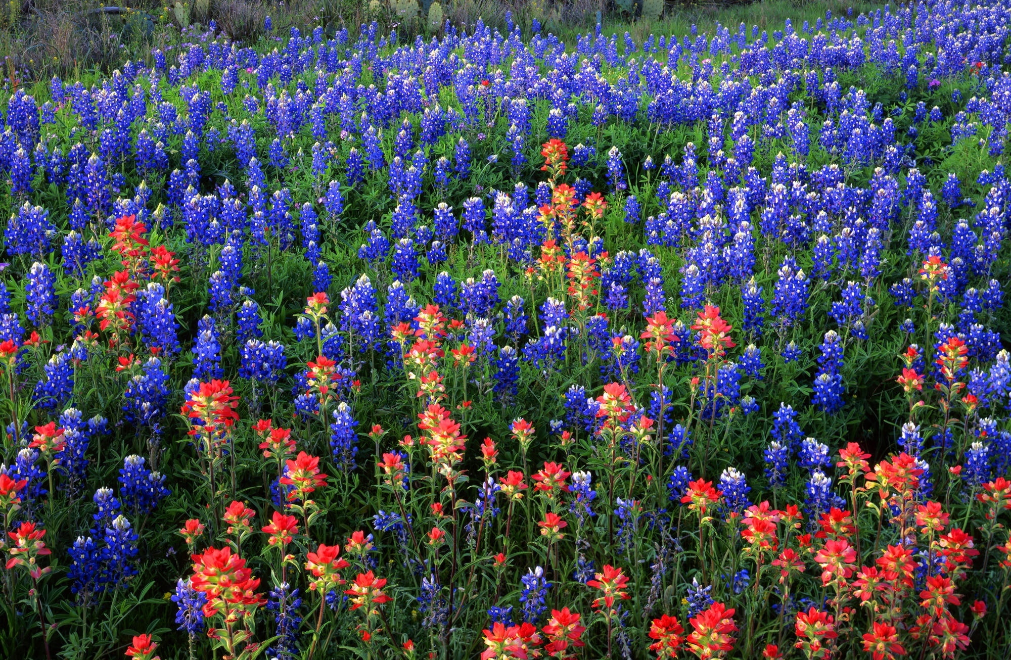 vulnerability, Landscape, flowering plant, full frame, purple, Park, fragility, growth, Bluebonnets, petal, freshness, Paintbrush, Texas, flowerbed, abundance, HD Wallpaper
