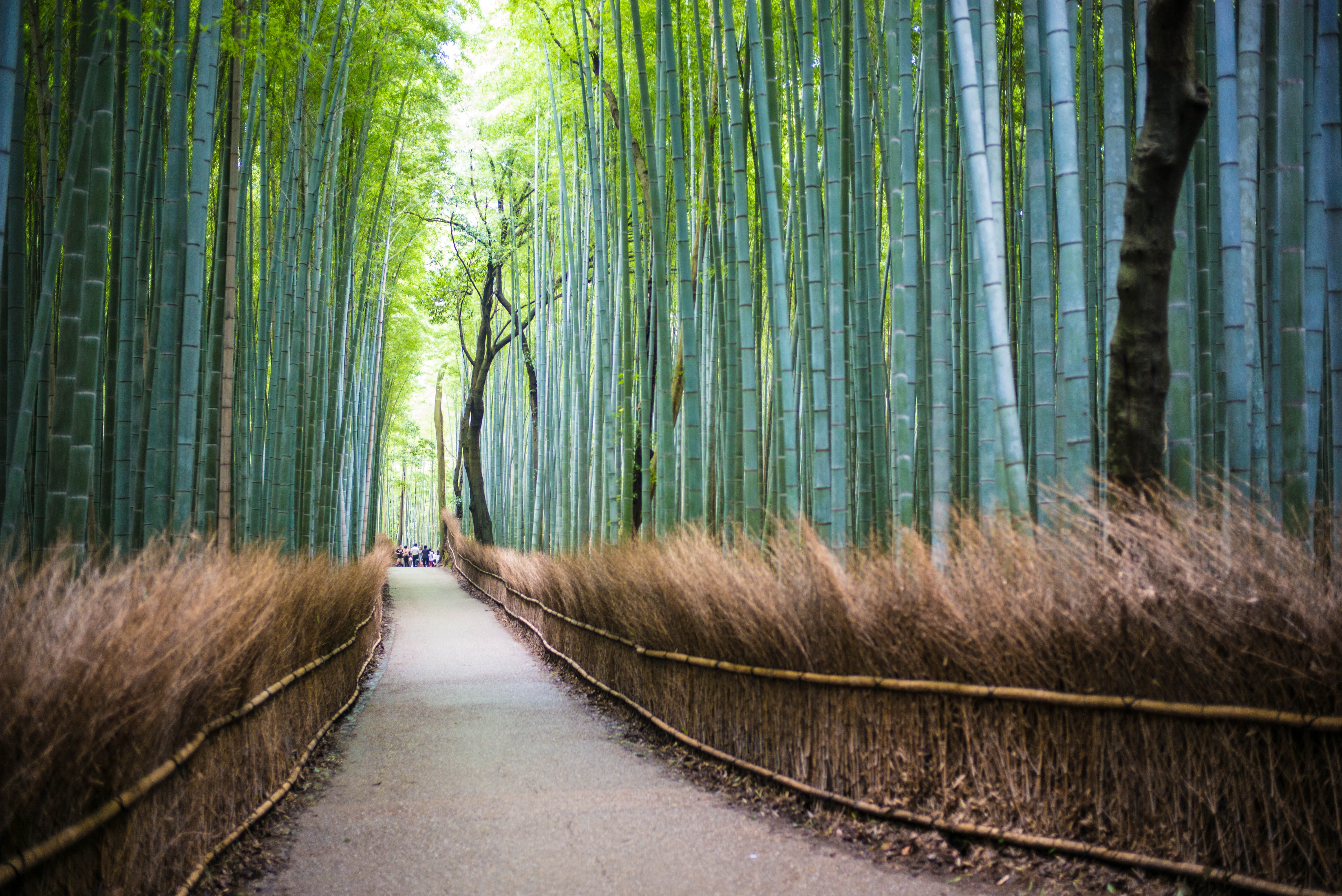 beauty in nature, tree, the way forward, bamboo, nature, trees, day, forest, bamboo - plant, direction, footpath, green color, transportation, japan, bamboo grove, HD Wallpaper