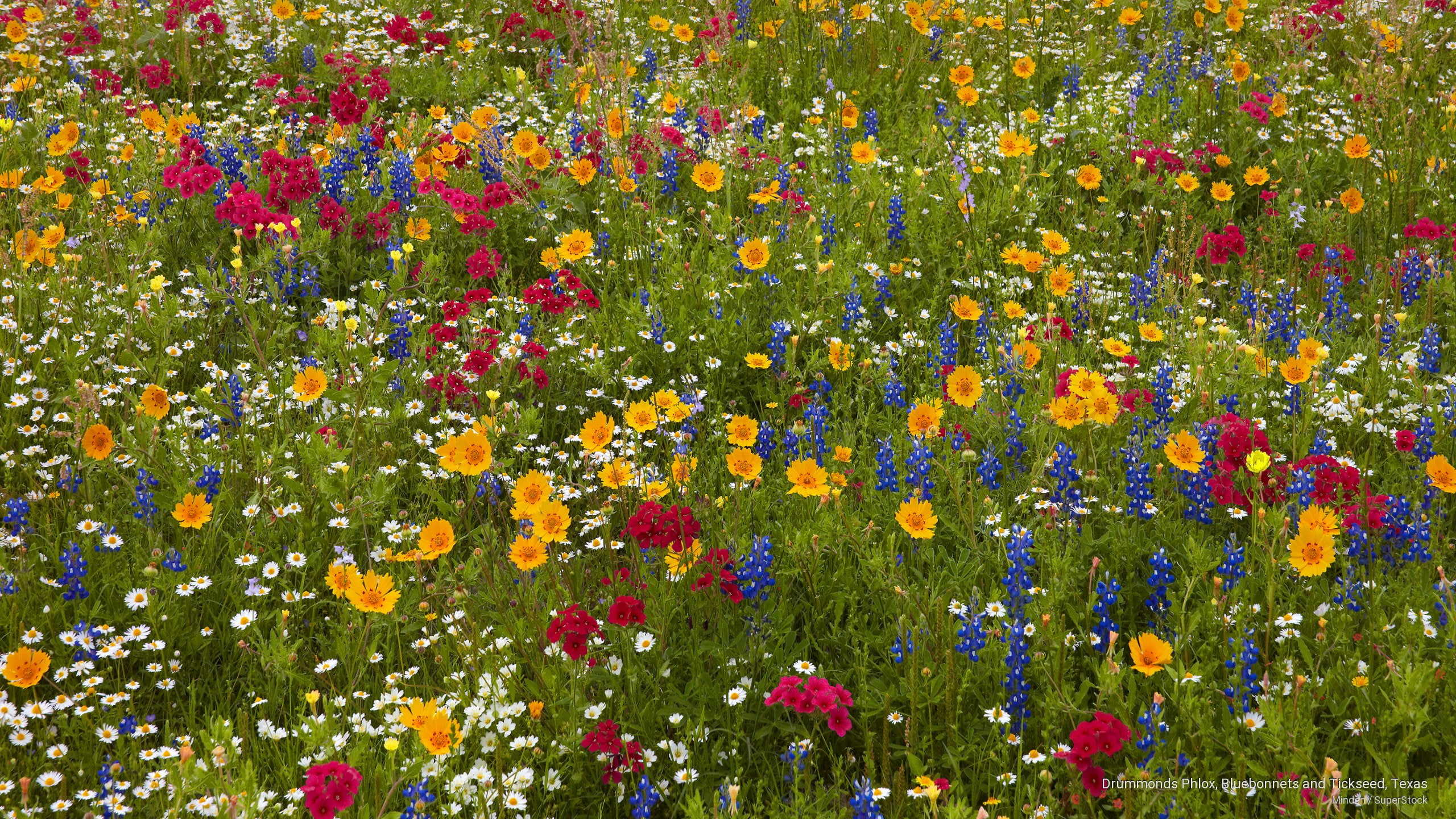2K, drummonds, tickseed, phlox, texas, Flowers/Gardens, bluebonnets, HD Wallpaper