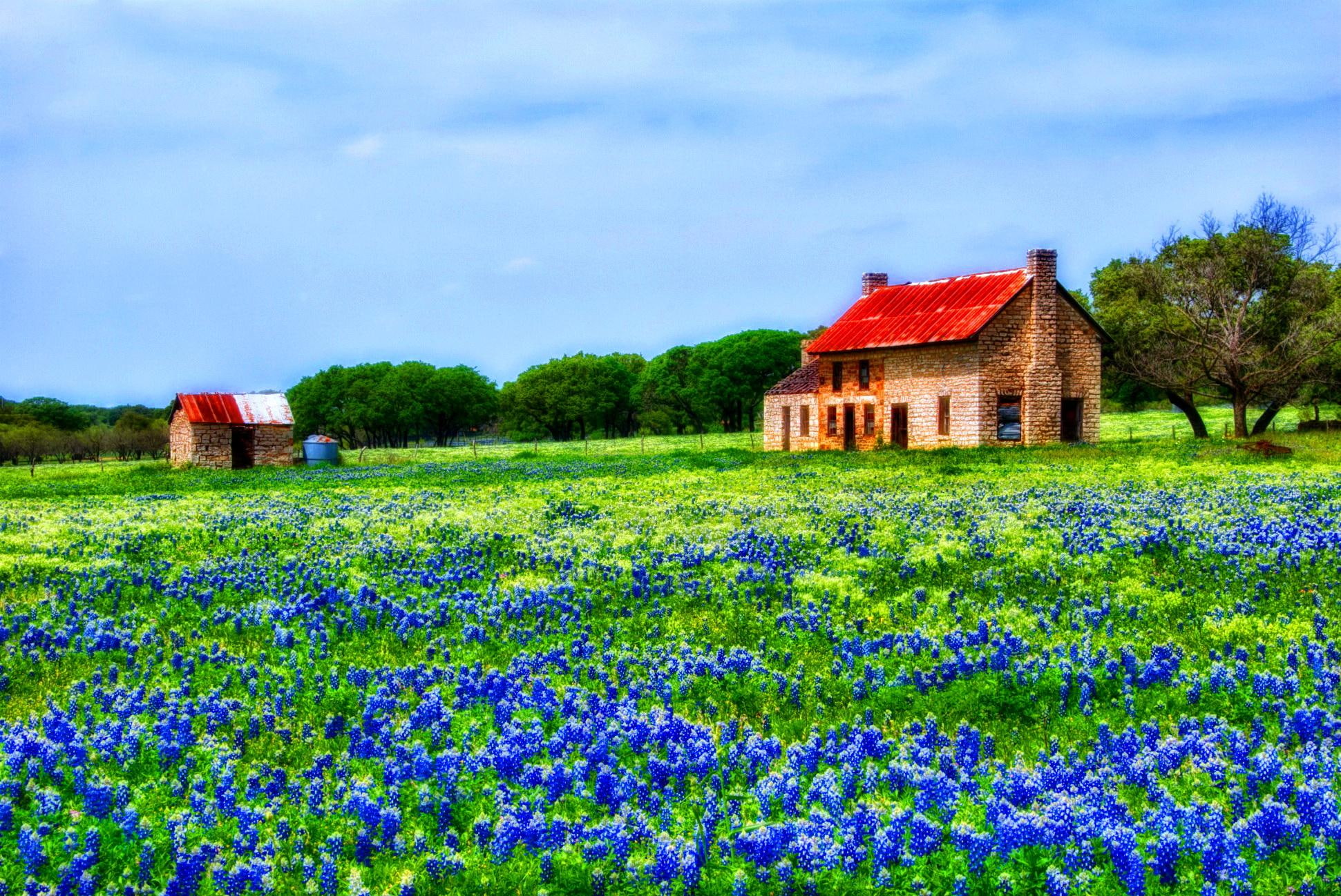 peaceful, bluebonnets, cottage, cabin, grass, meadow, sile, greenery, hills, trees, 1080P, country, calmness, summer, hill, HD Wallpaper