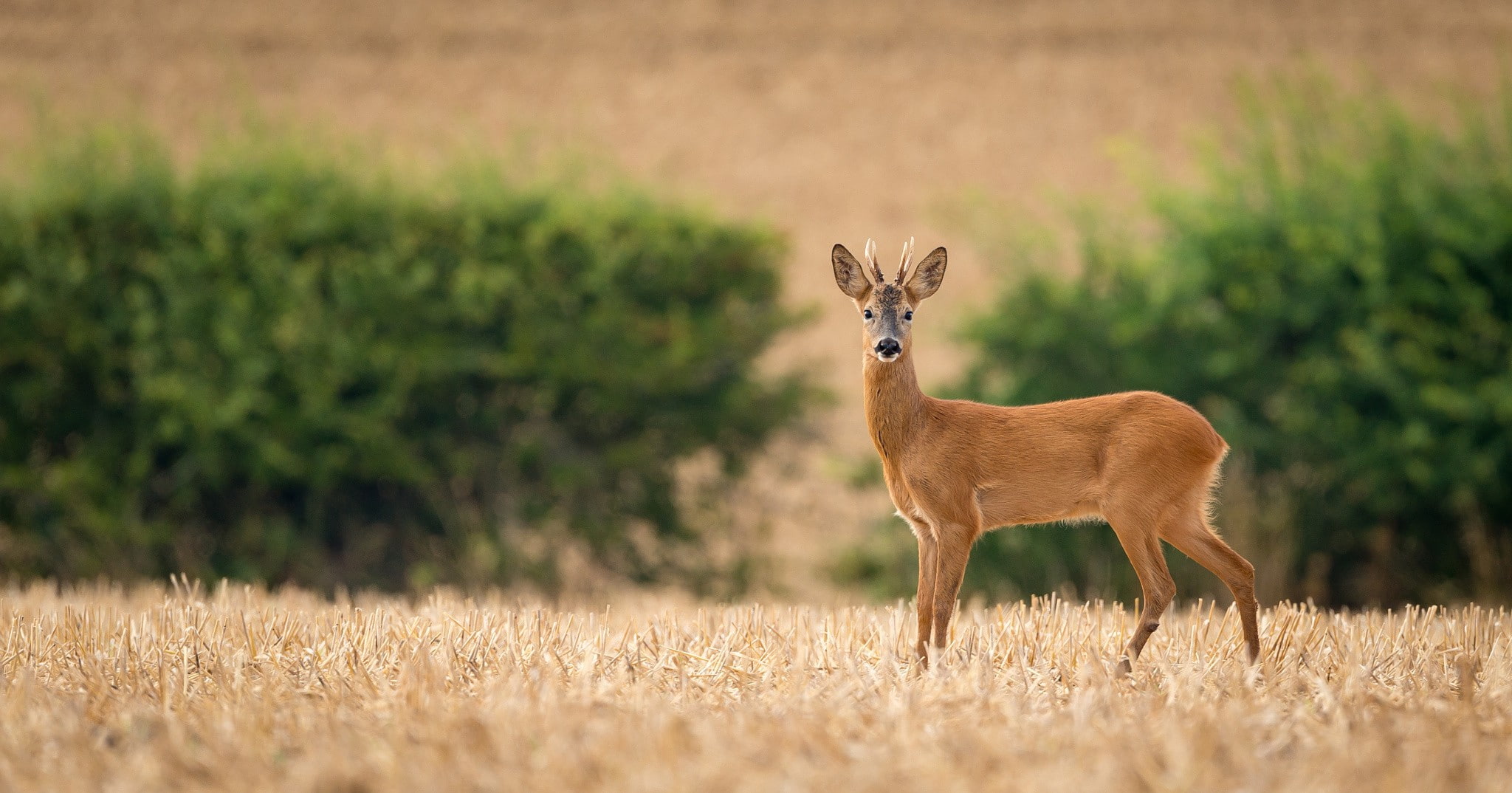 herbivorous, portrait, no people, animal wildlife, photography, grass, nature, animals, mammal, full length, domestic animals, 1080P, plant, looking at camera, HD Wallpaper
