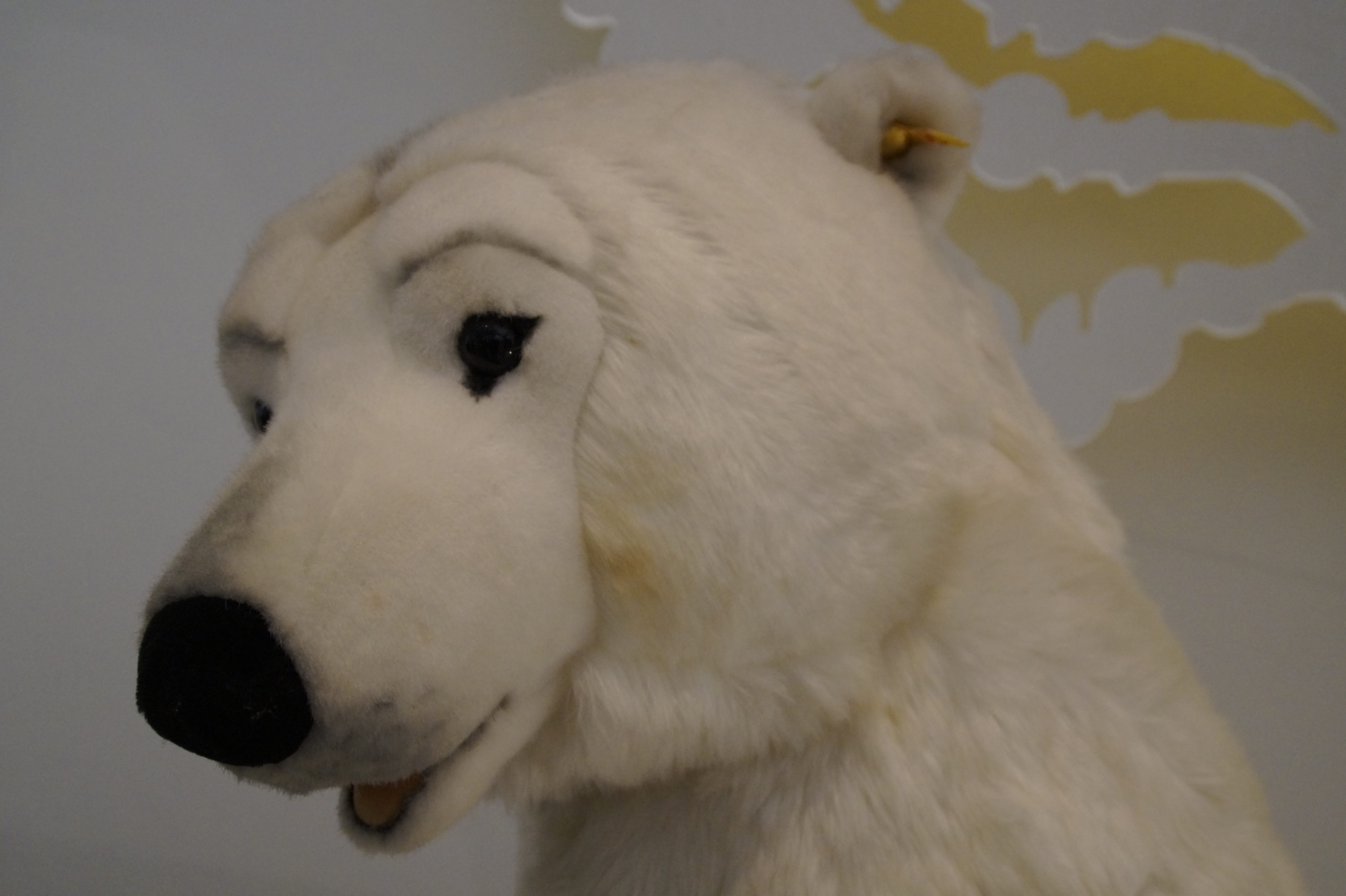 expression, vertebrate, White, day, steiff, museum, cold temperature, outdoors, giengen at the hot, Polar Bear, stiff museum, white color, replica, soft toy, HD Wallpaper